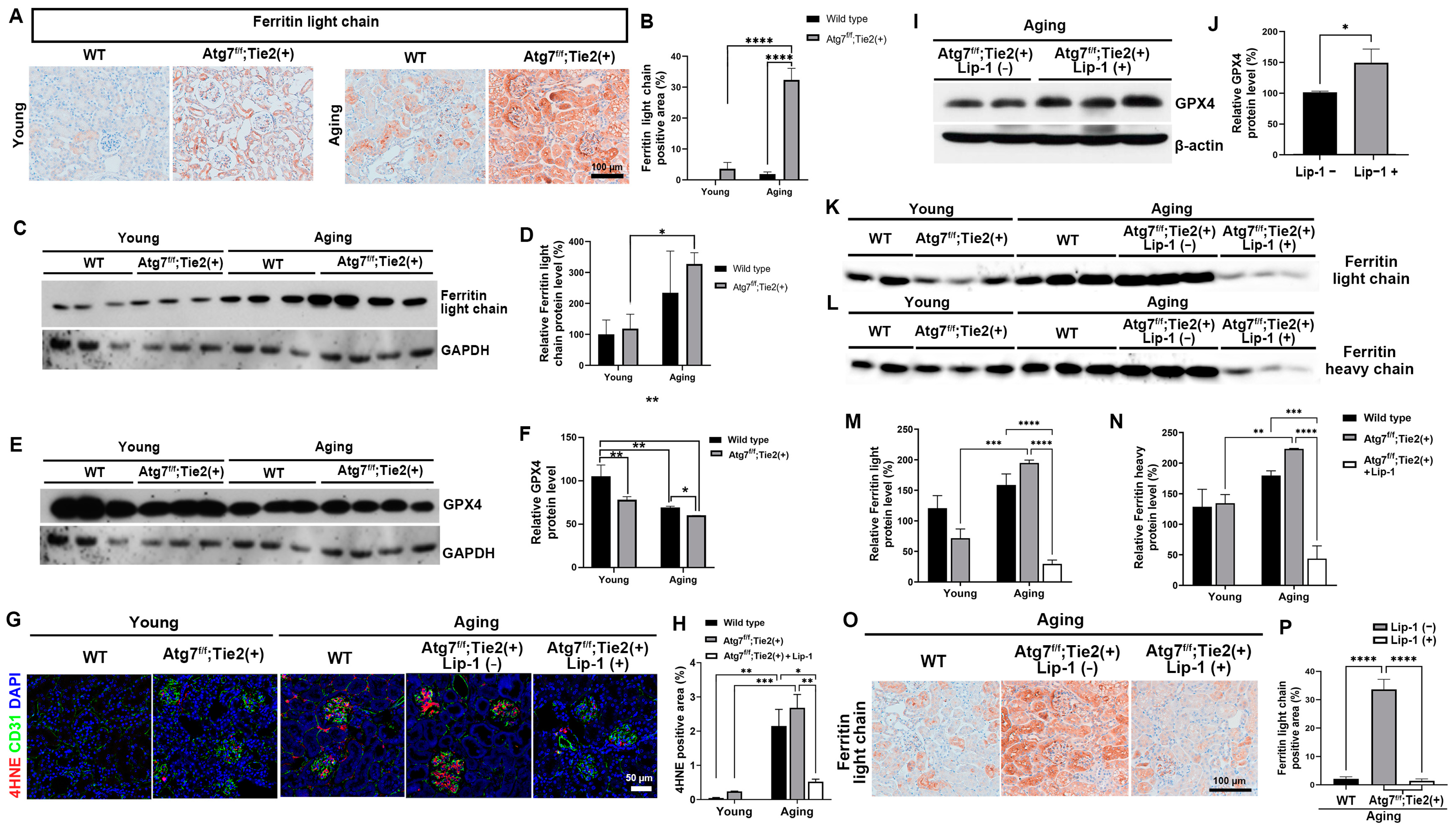 Antioxidants 13 00886 g003