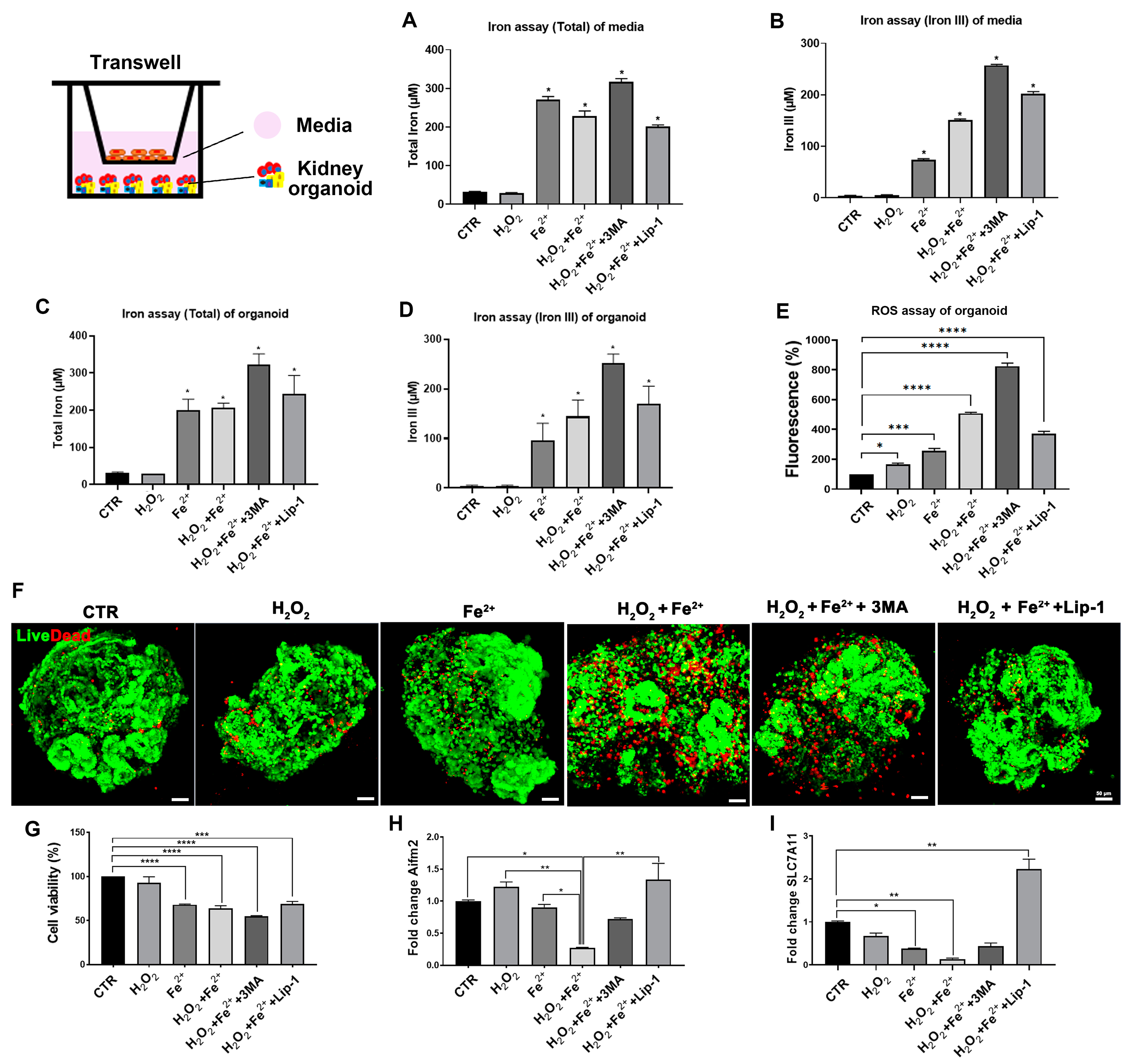Antioxidants 13 00886 g006