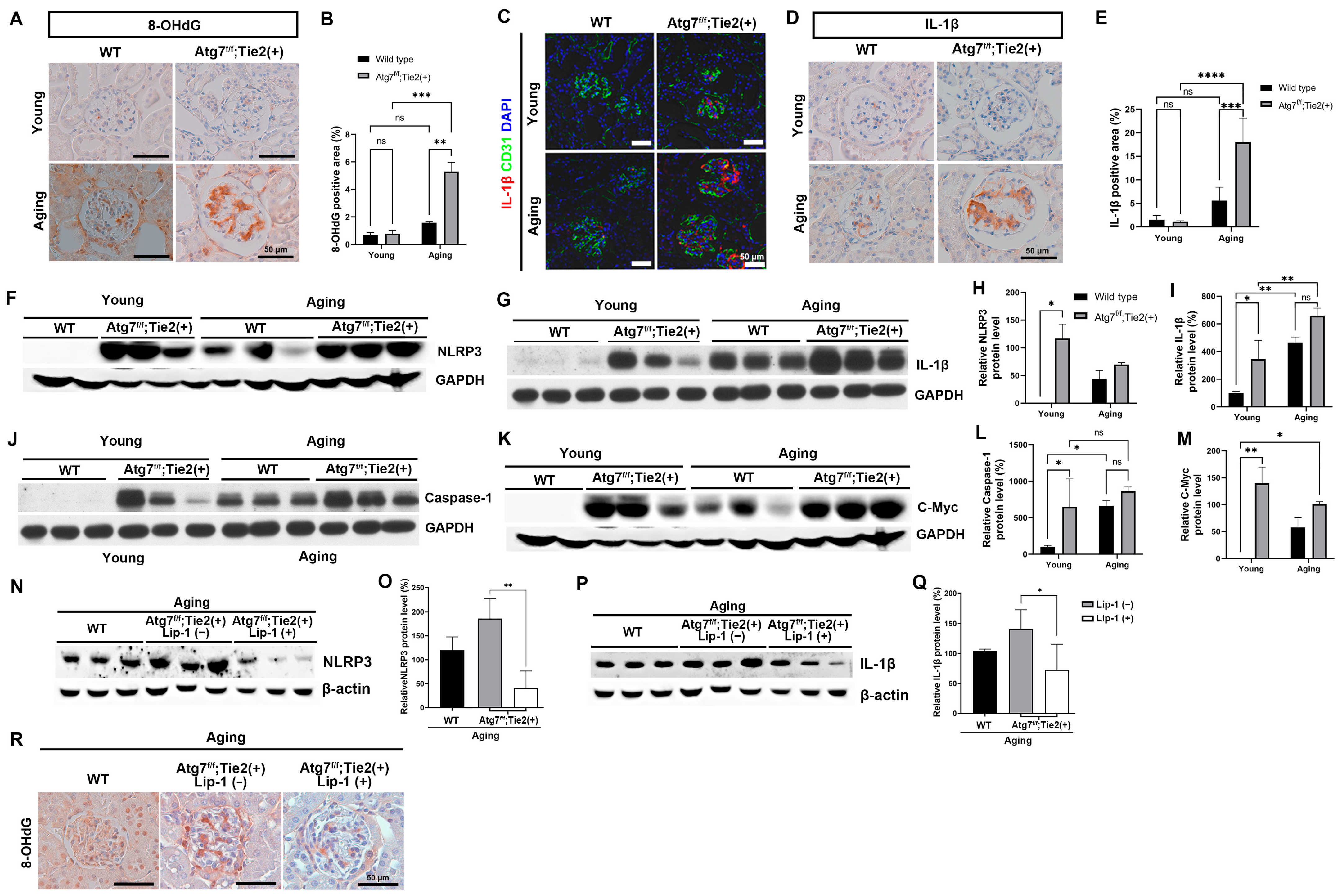 Antioxidants 13 00886 g007