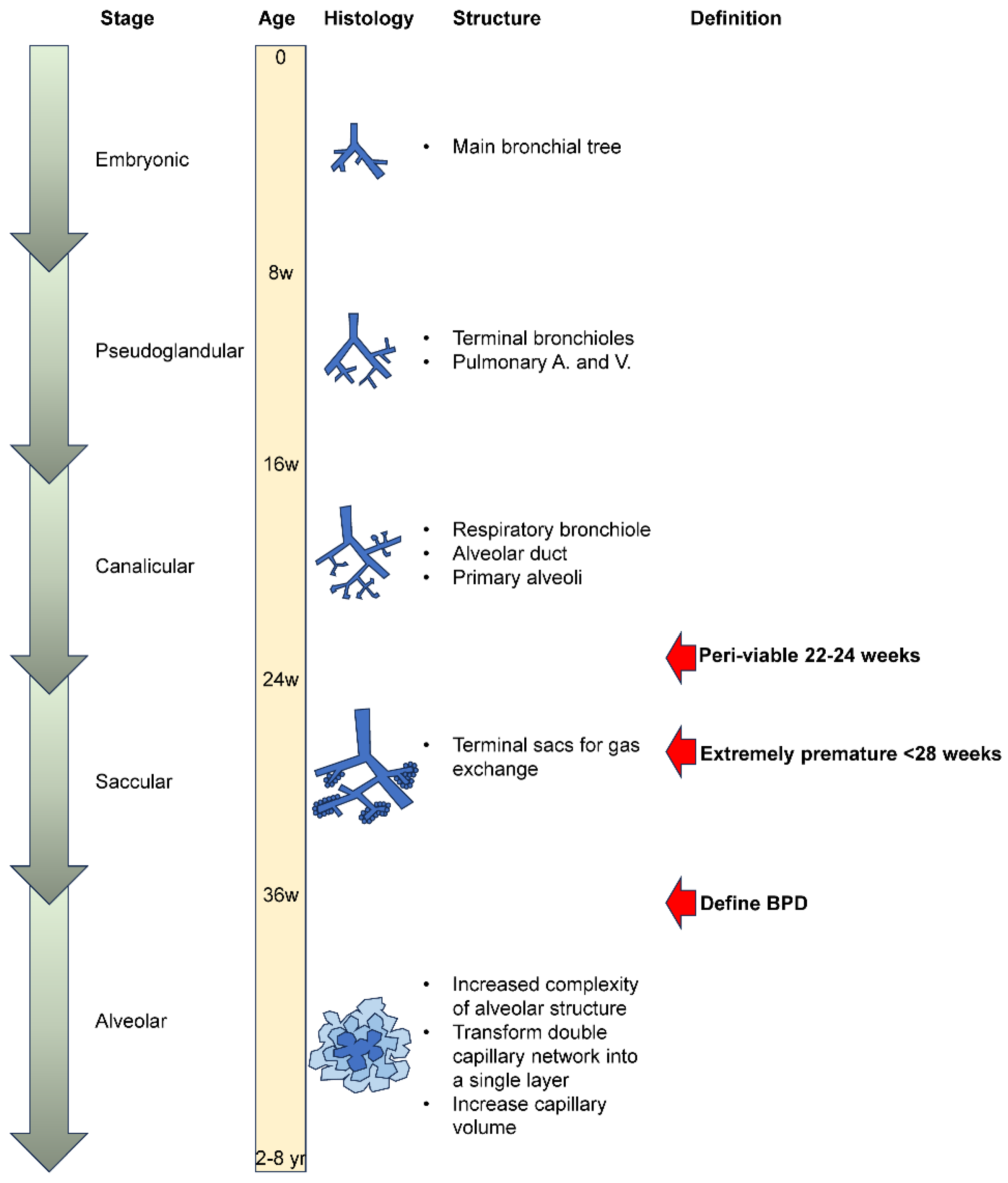 Antioxidants 13 00889 g001 Antioxidants 13 00889 g001