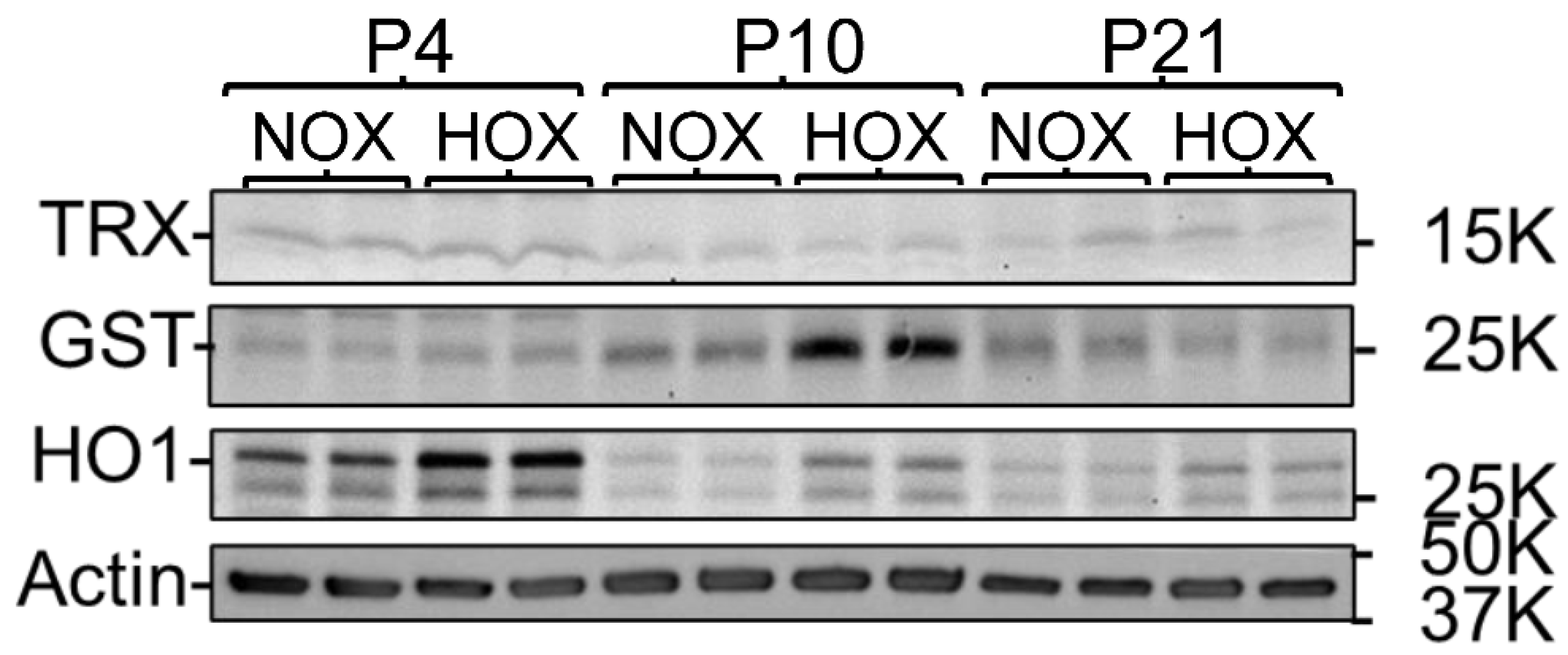 Antioxidants 13 00889 g003 Antioxidants 13 00889 g003