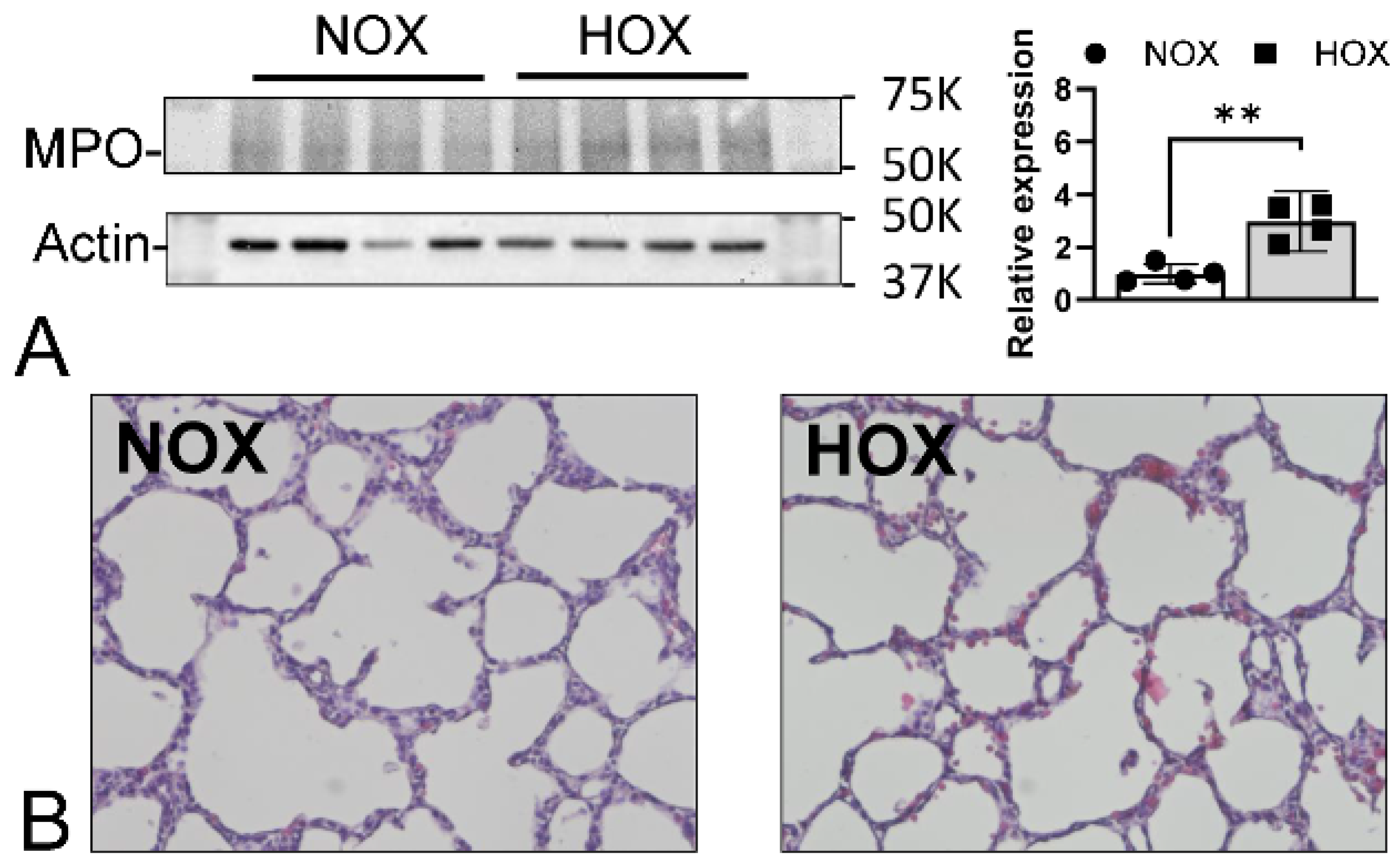 Antioxidants 13 00889 g004 Antioxidants 13 00889 g004