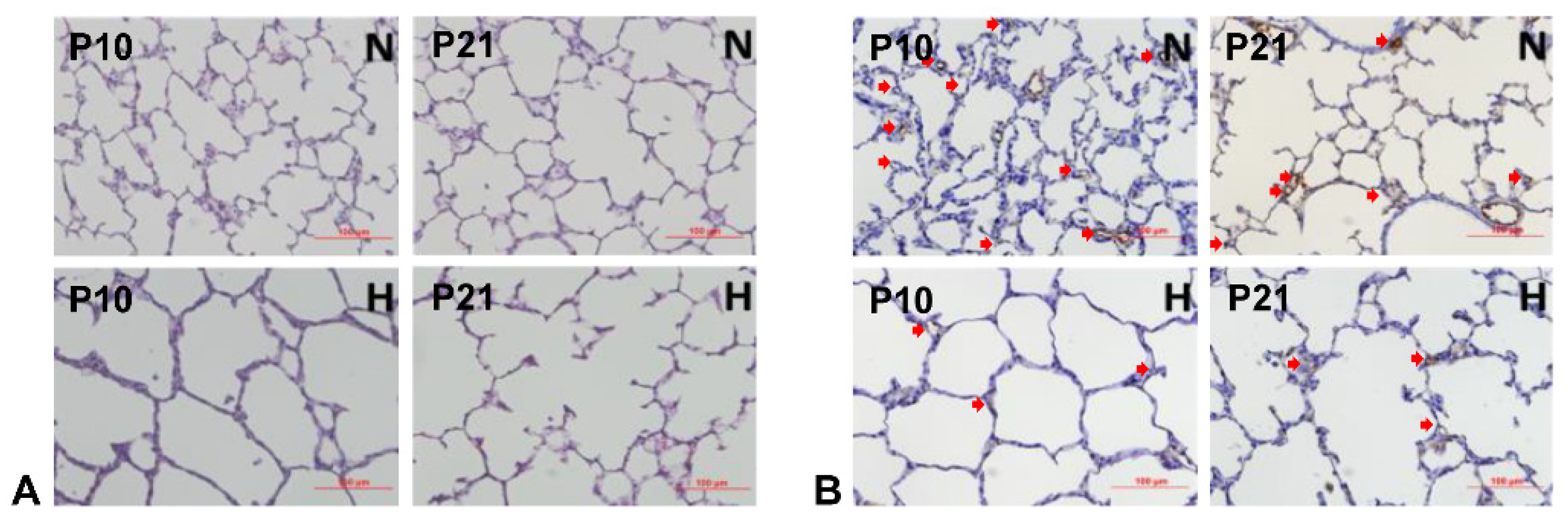 Antioxidants 13 00889 g005 Antioxidants 13 00889 g005