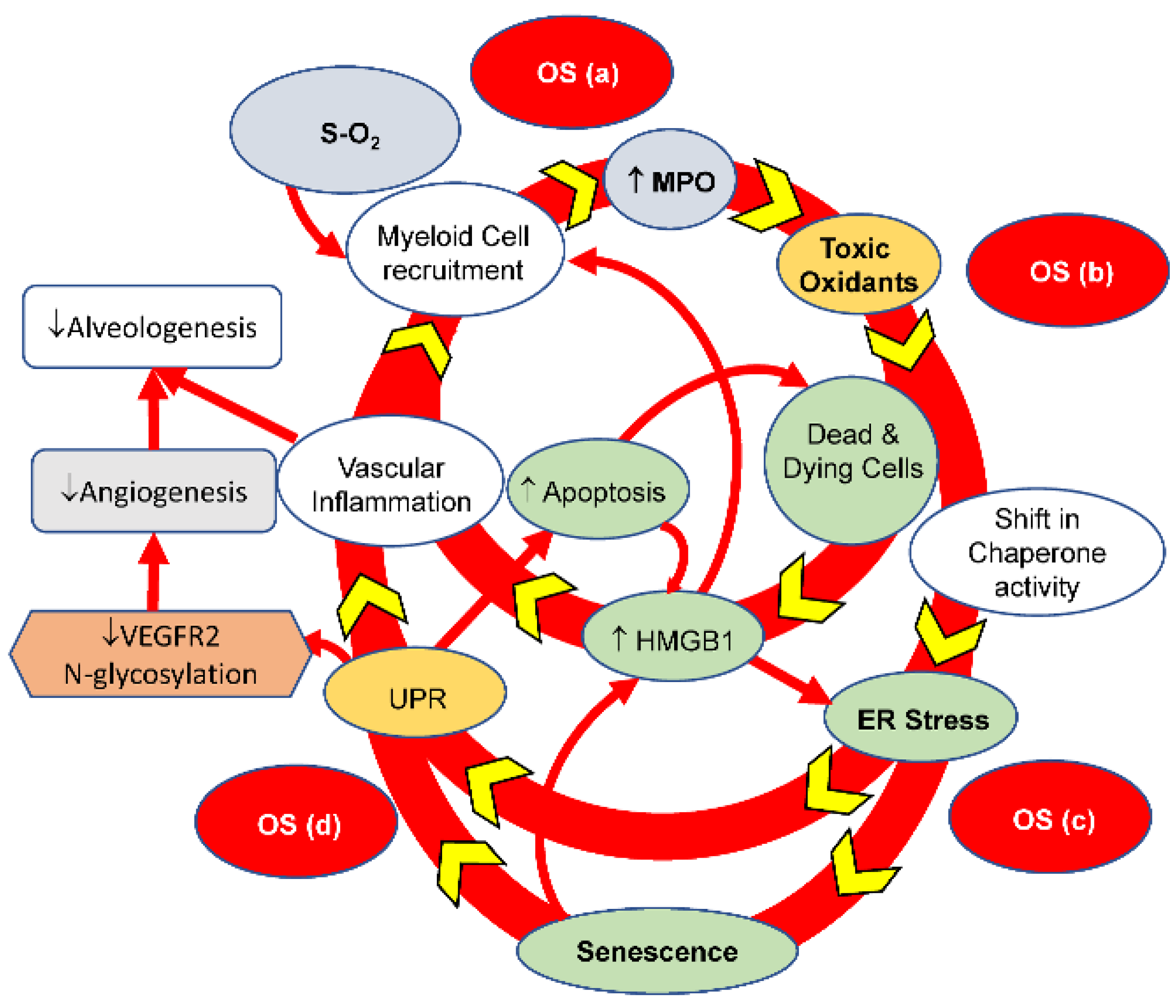 Antioxidants 13 00889 g012 Antioxidants 13 00889 g012