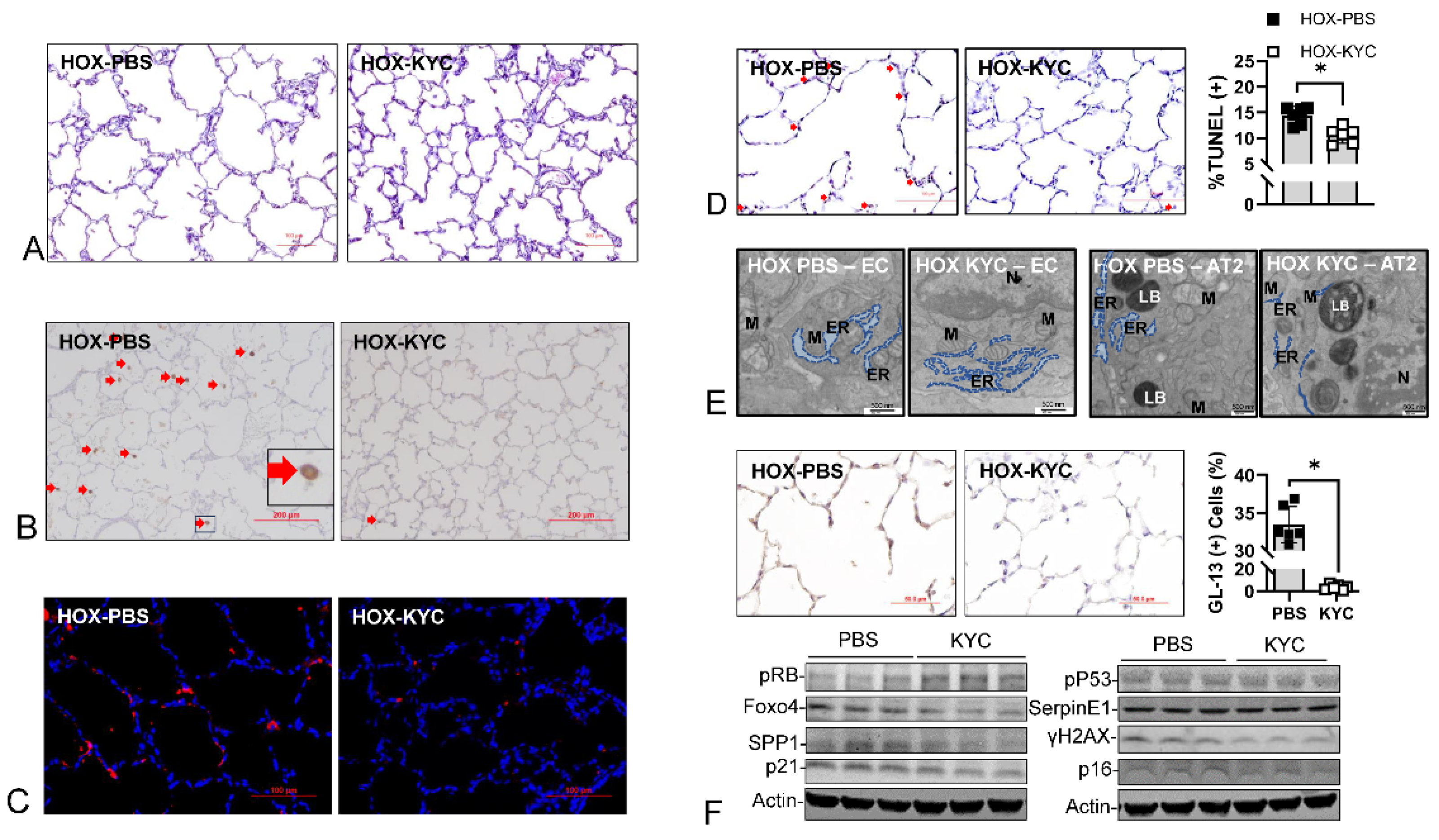 Antioxidants 13 00889 g013 Antioxidants 13 00889 g013