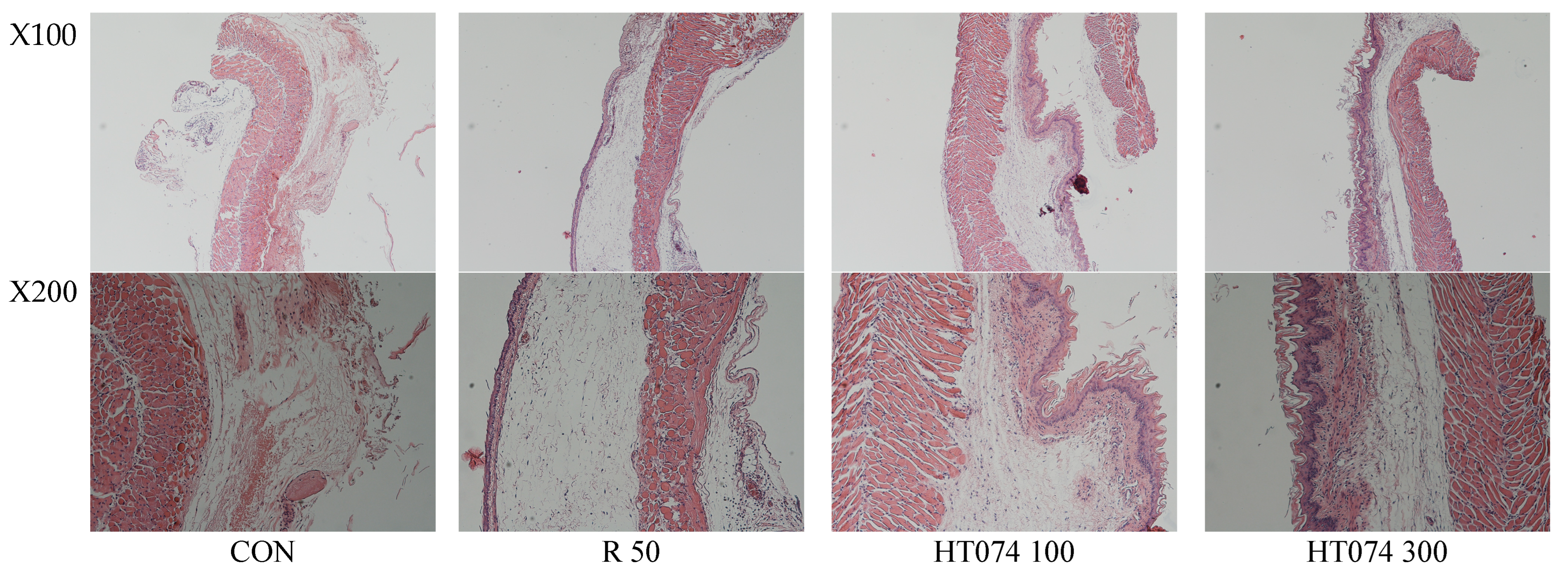 Antioxidants 13 00891 g005