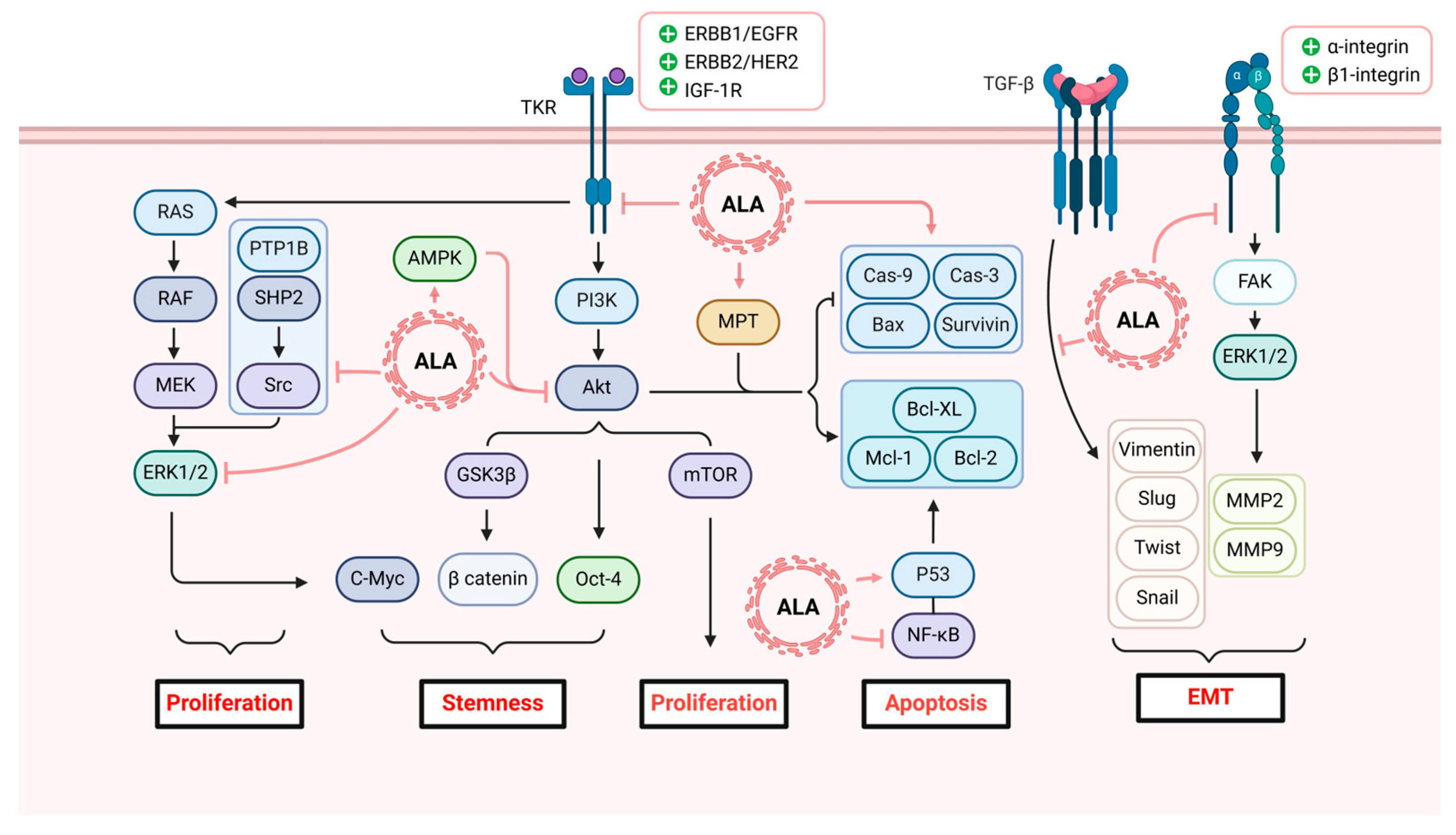 Antioxidants 13 00897 g004 Antioxidants 13 00897 g004