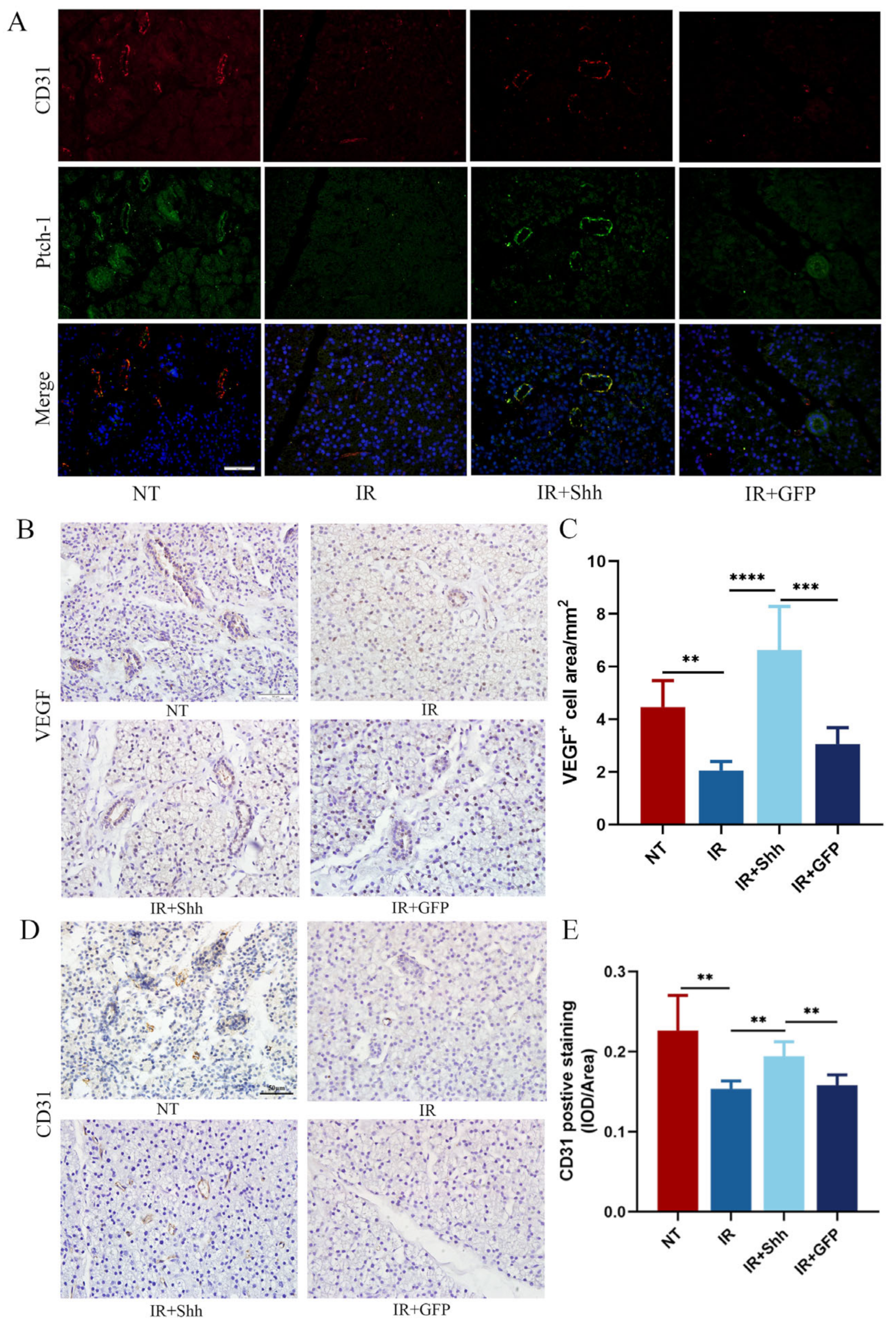 Antioxidants 13 00904 g002