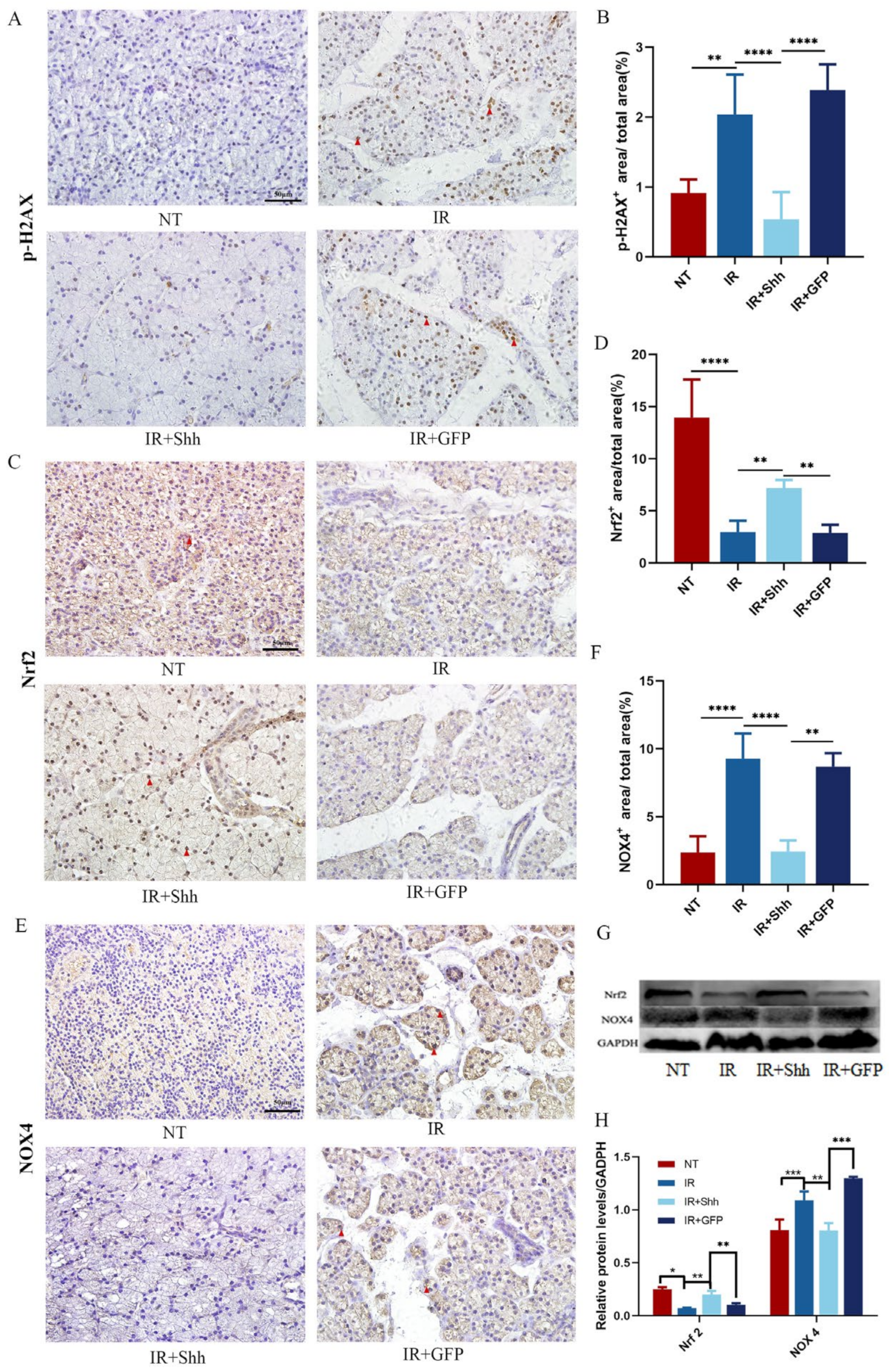 Antioxidants 13 00904 g003
