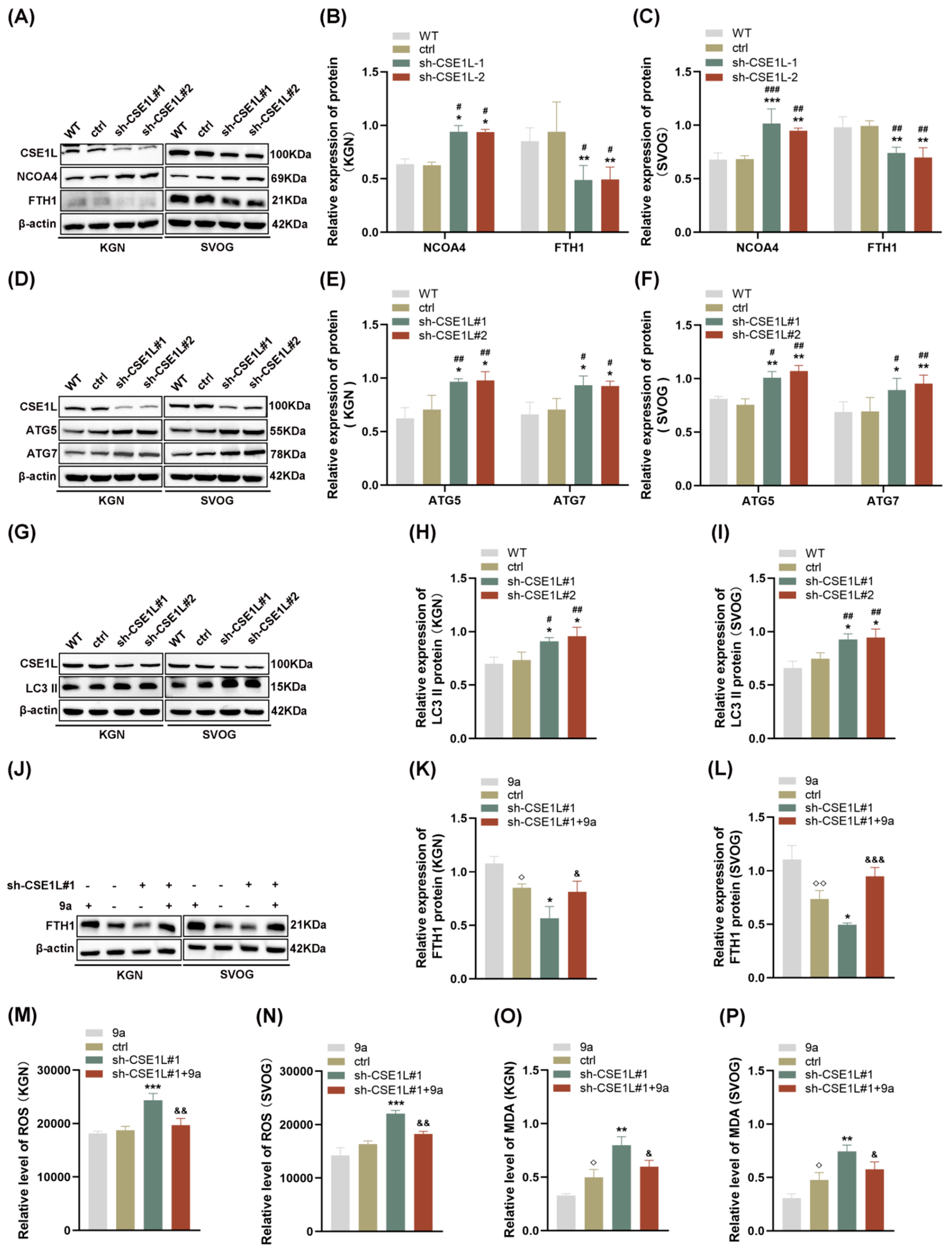 Antioxidants 13 00911 g006
