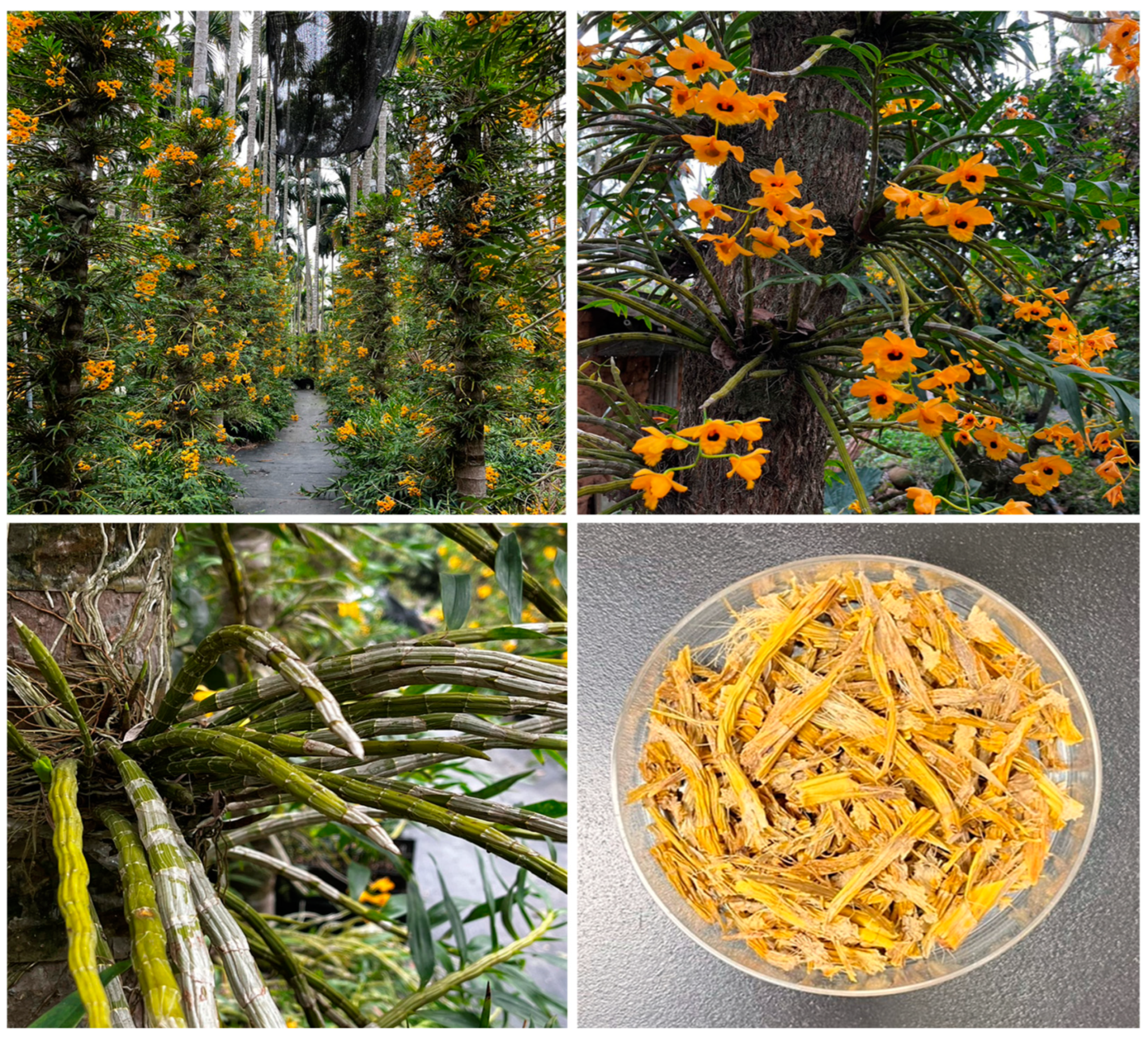 Antioxidants 13 00918 g001