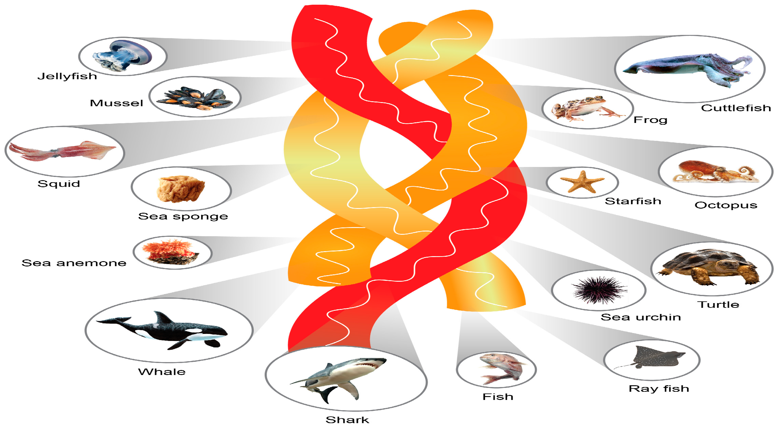 Antioxidants 13 00919 g001 Antioxidants 13 00919 g001