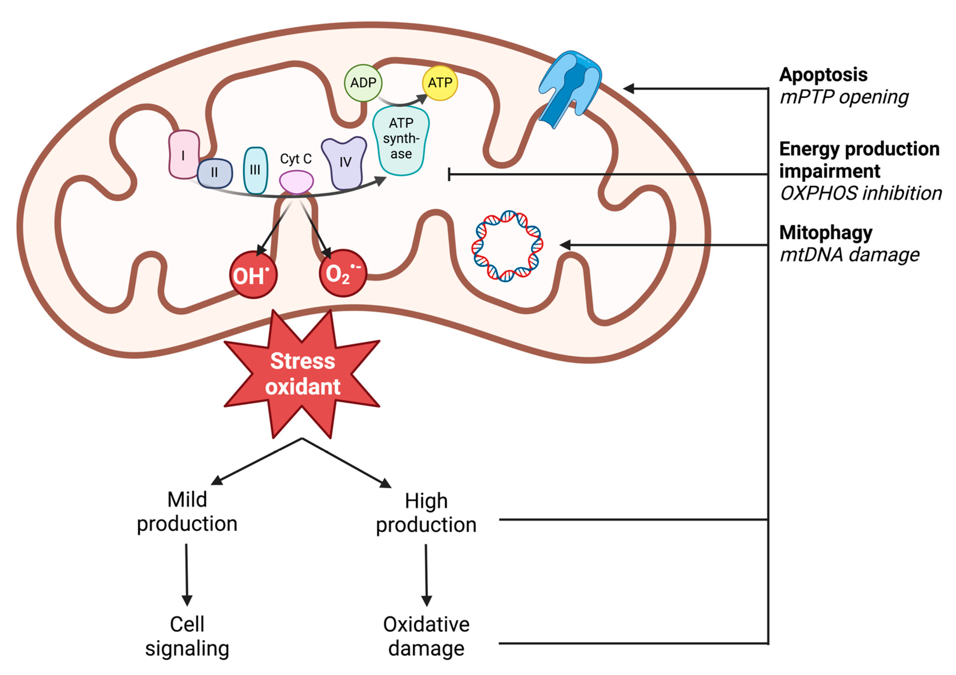 Antioxidants 13 00920 g003