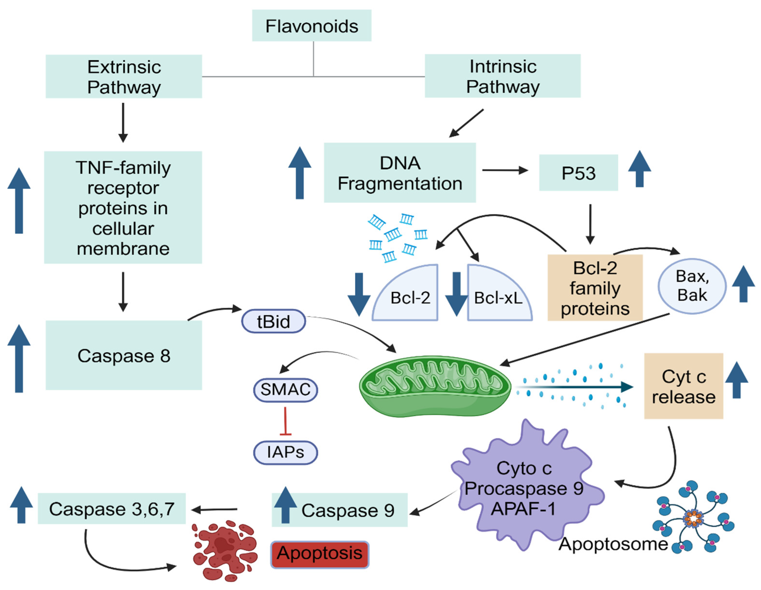 Antioxidants 13 00922 g004 Antioxidants 13 00922 g004