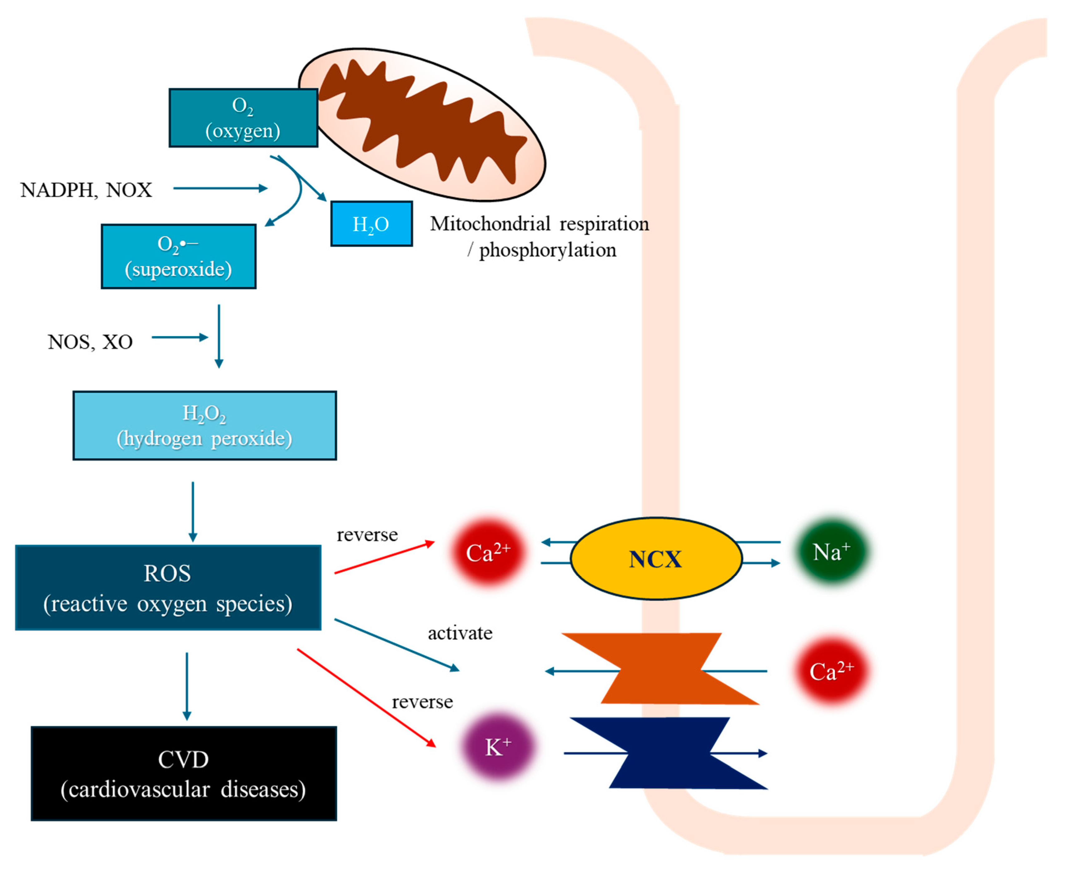 Antioxidants 13 00923 g002