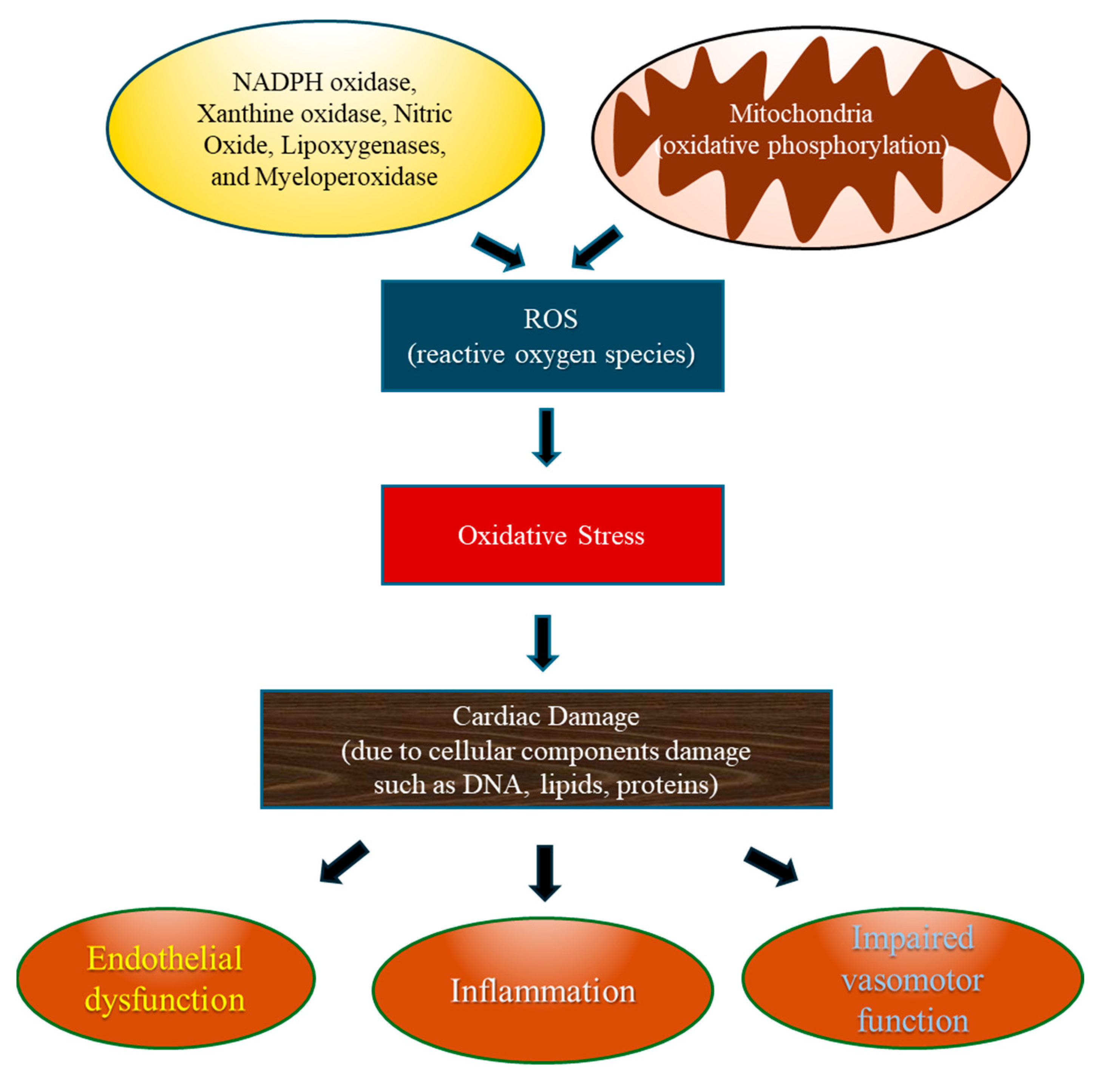 Antioxidants 13 00923 g003
