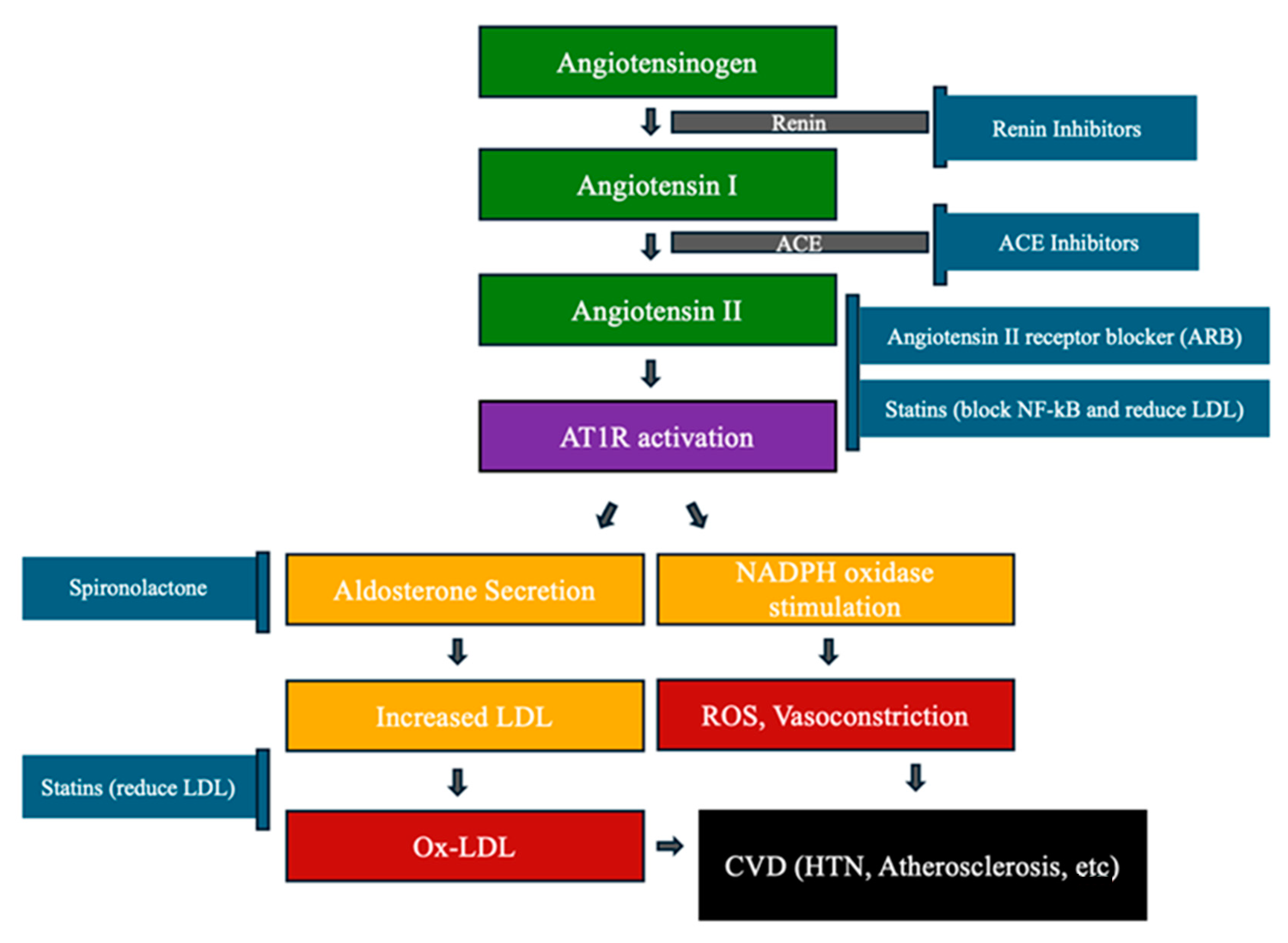 Antioxidants 13 00923 g004