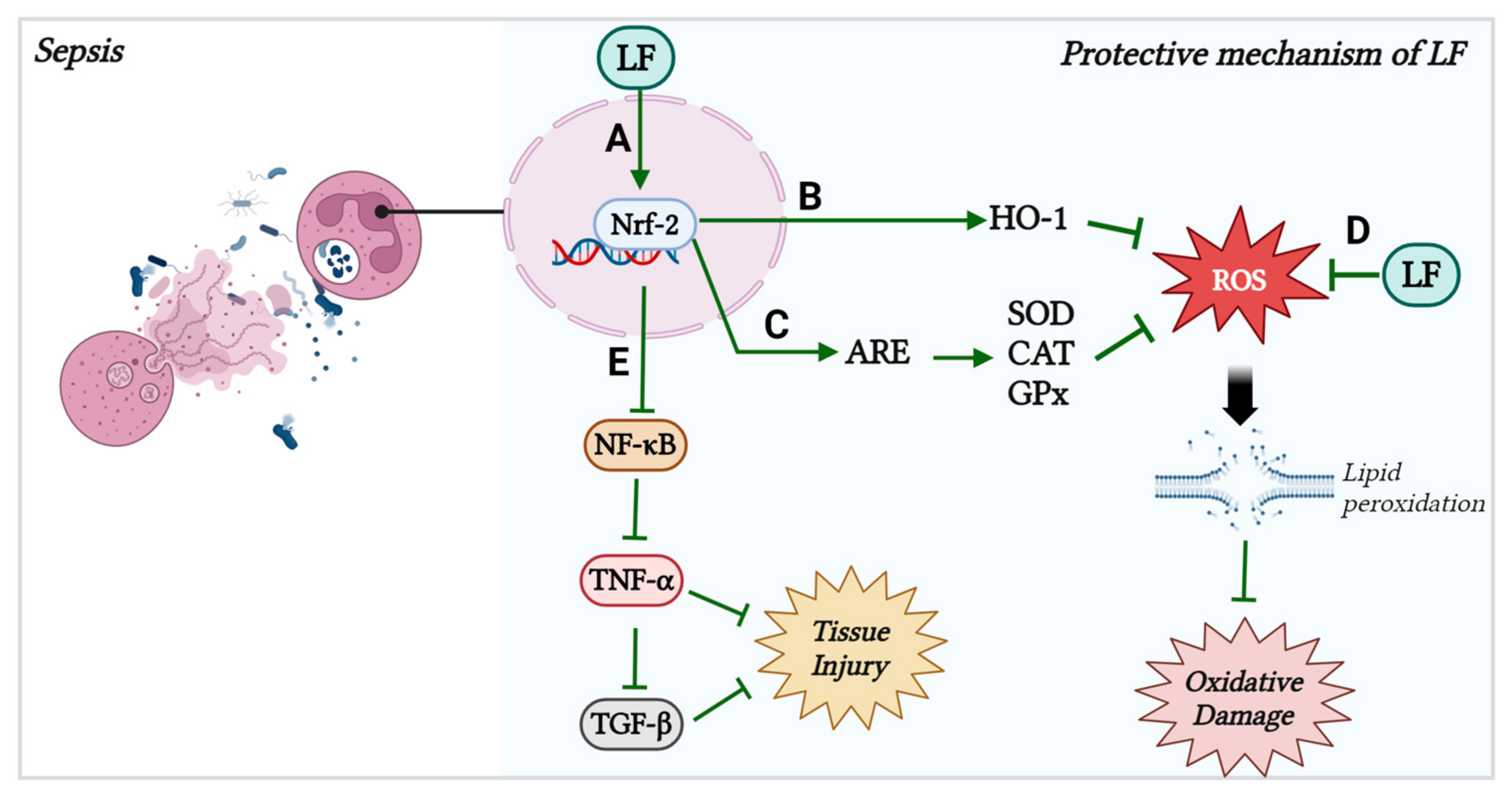 Antioxidants 13 00927 g006