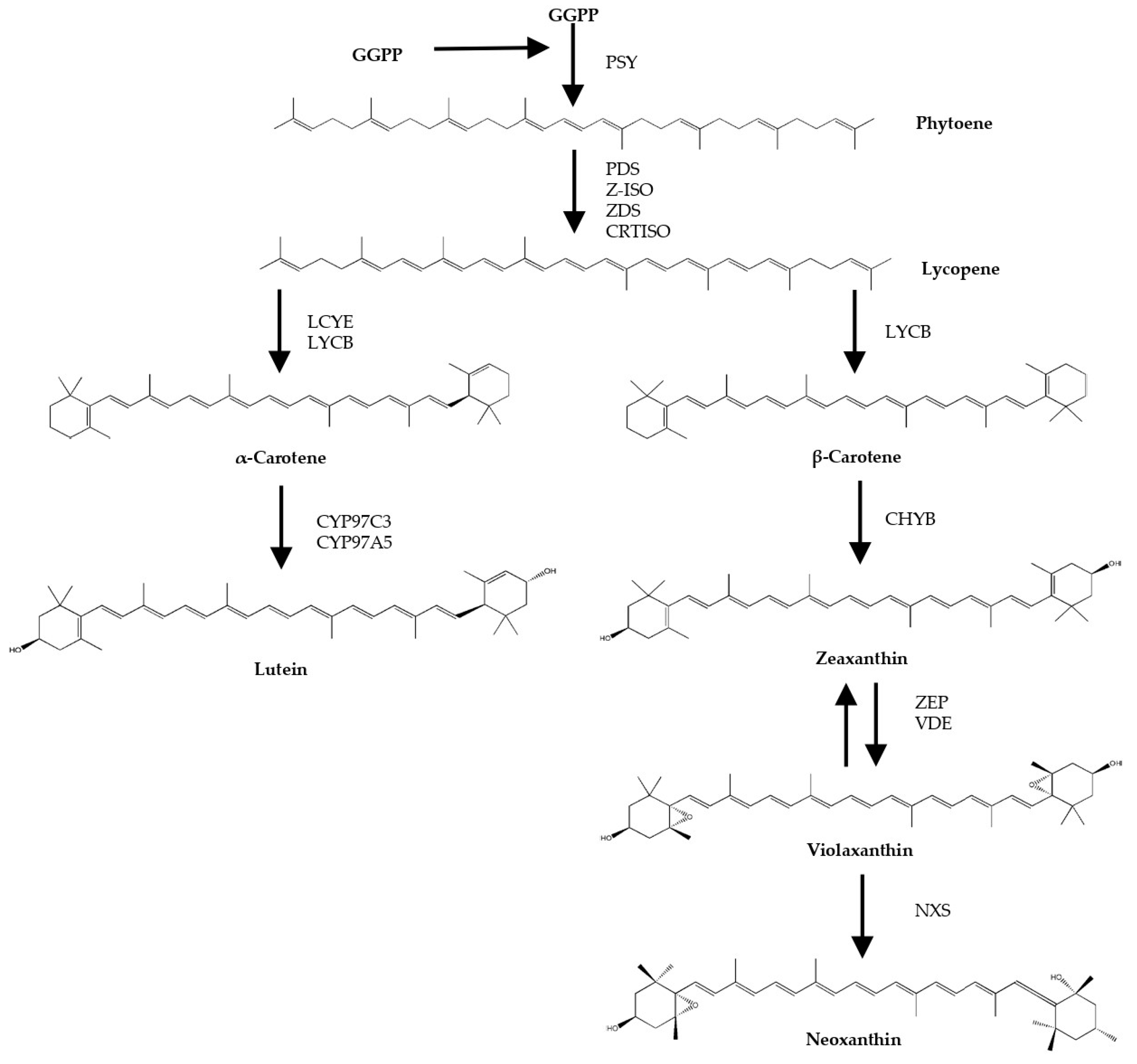 Antioxidants 13 00931 g001