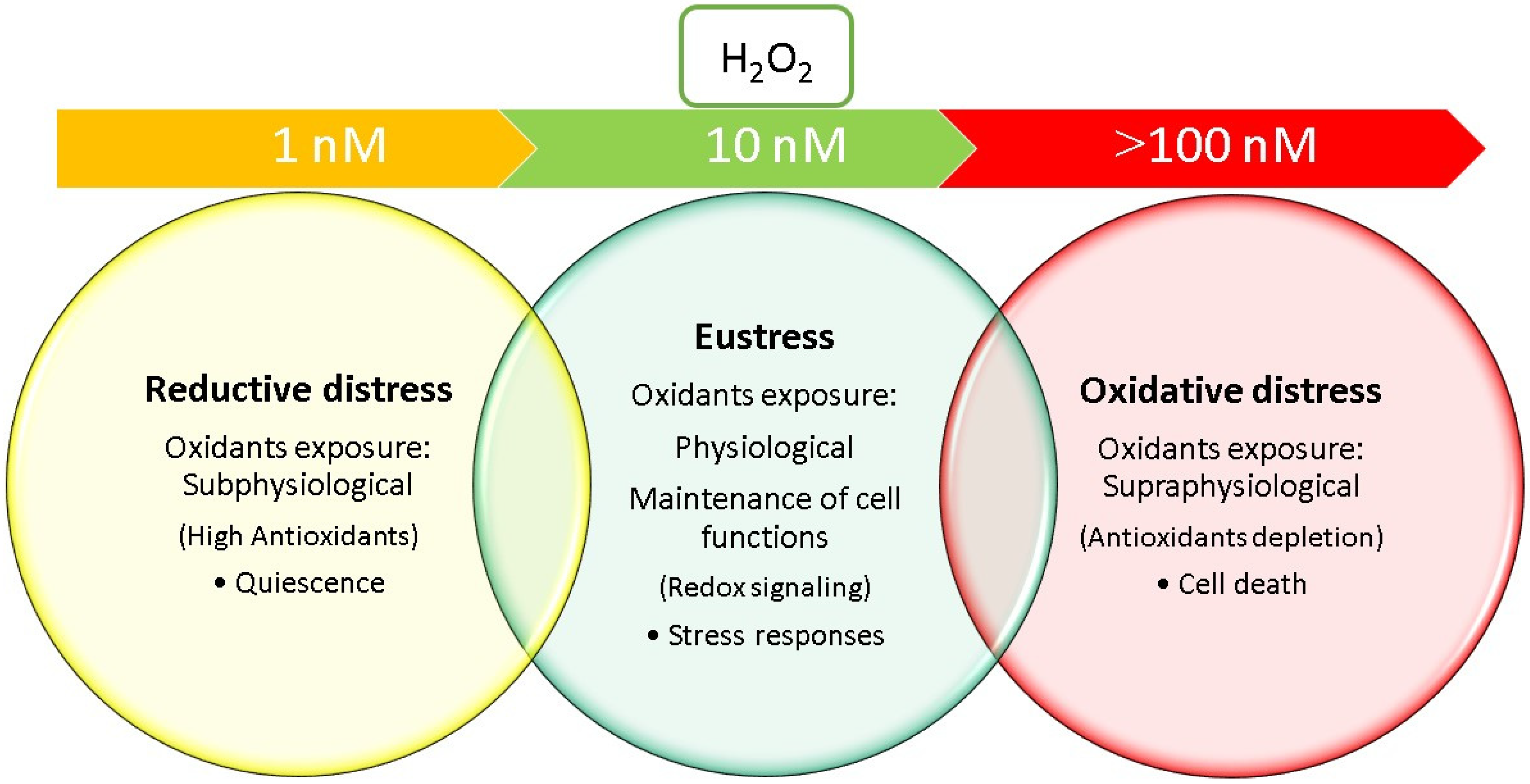 Antioxidants 13 00933 g001 Antioxidants 13 00933 g001