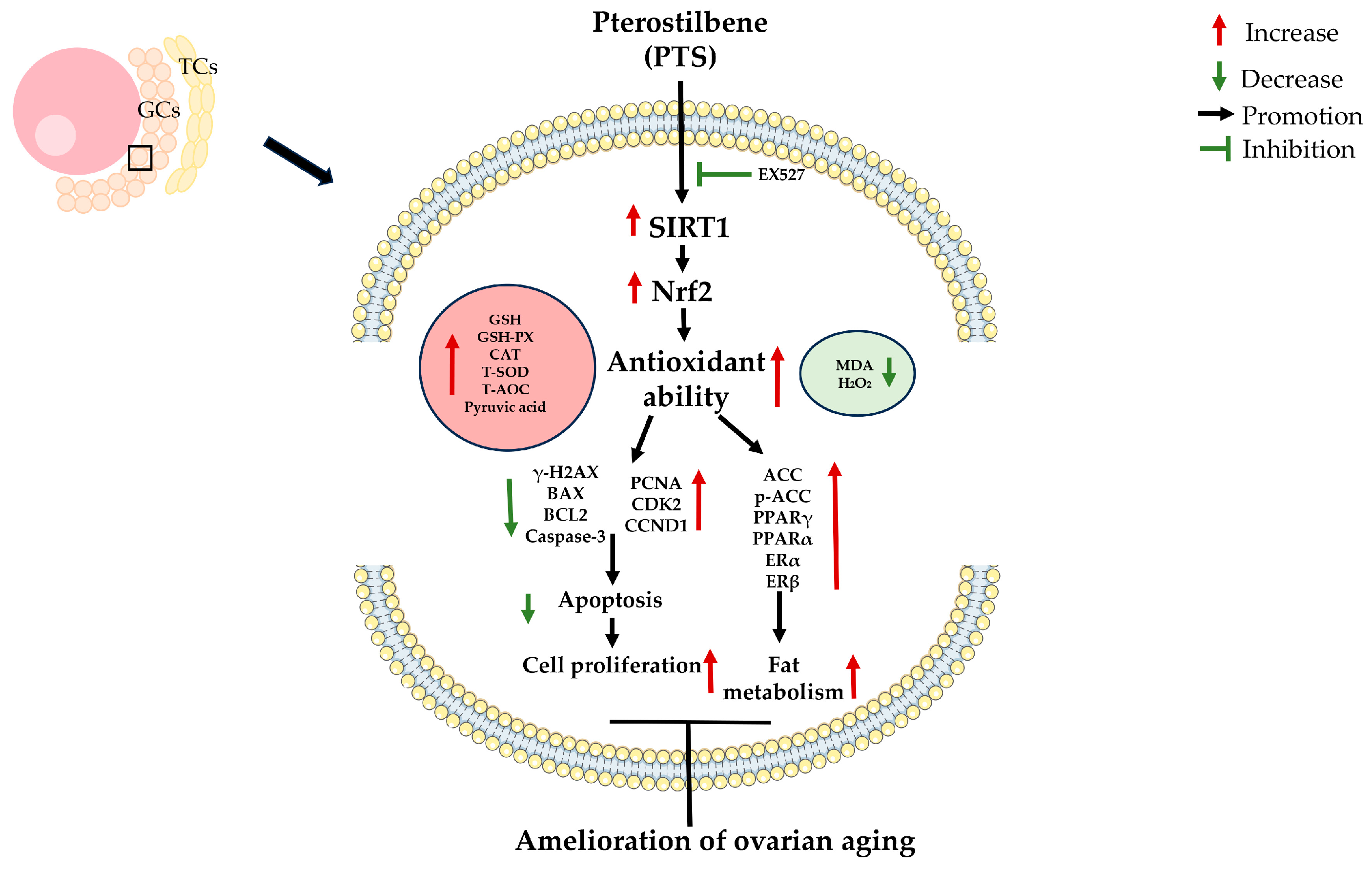Antioxidants 13 00935 g011