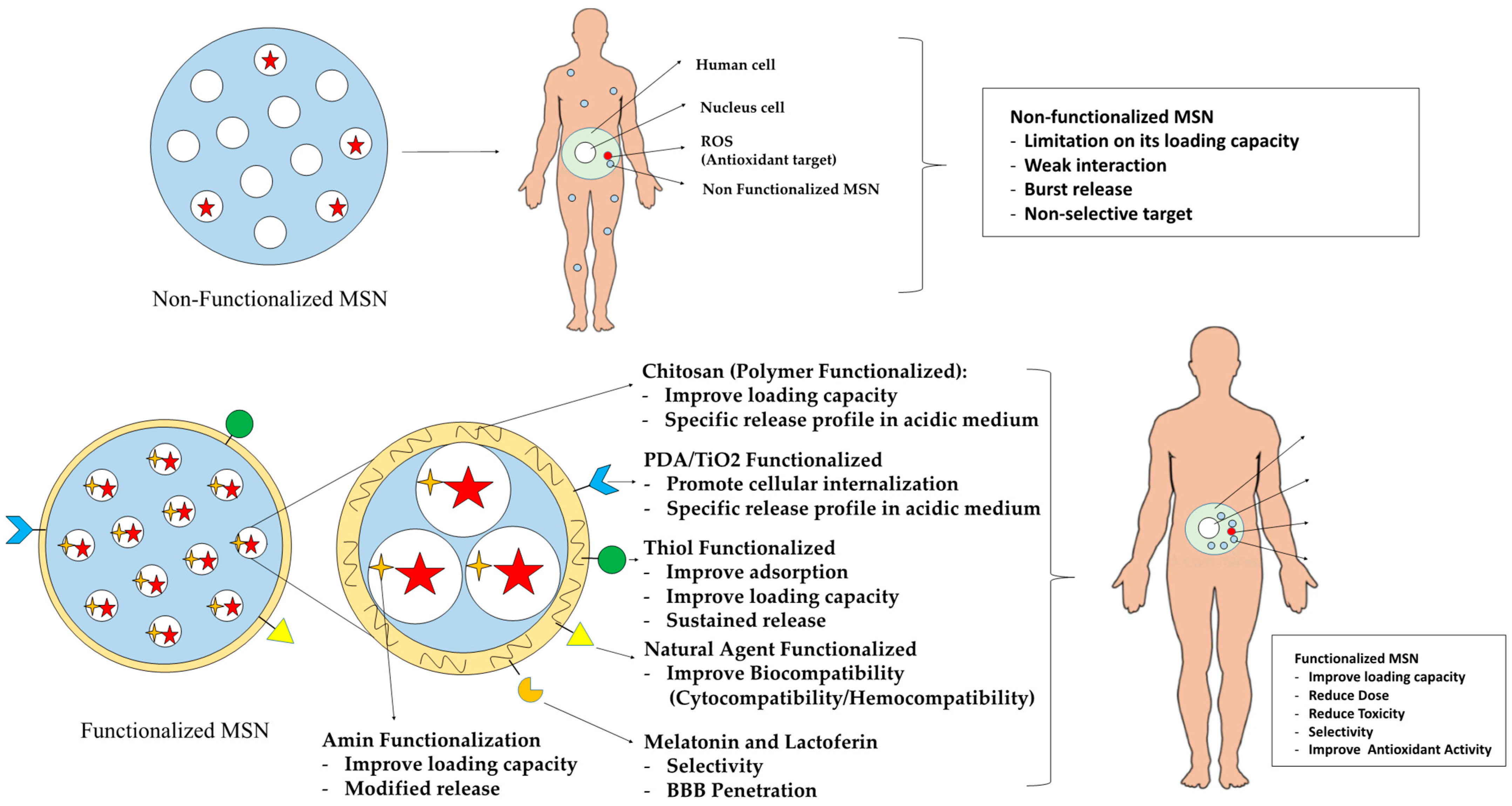 Antioxidants 13 00936 g002