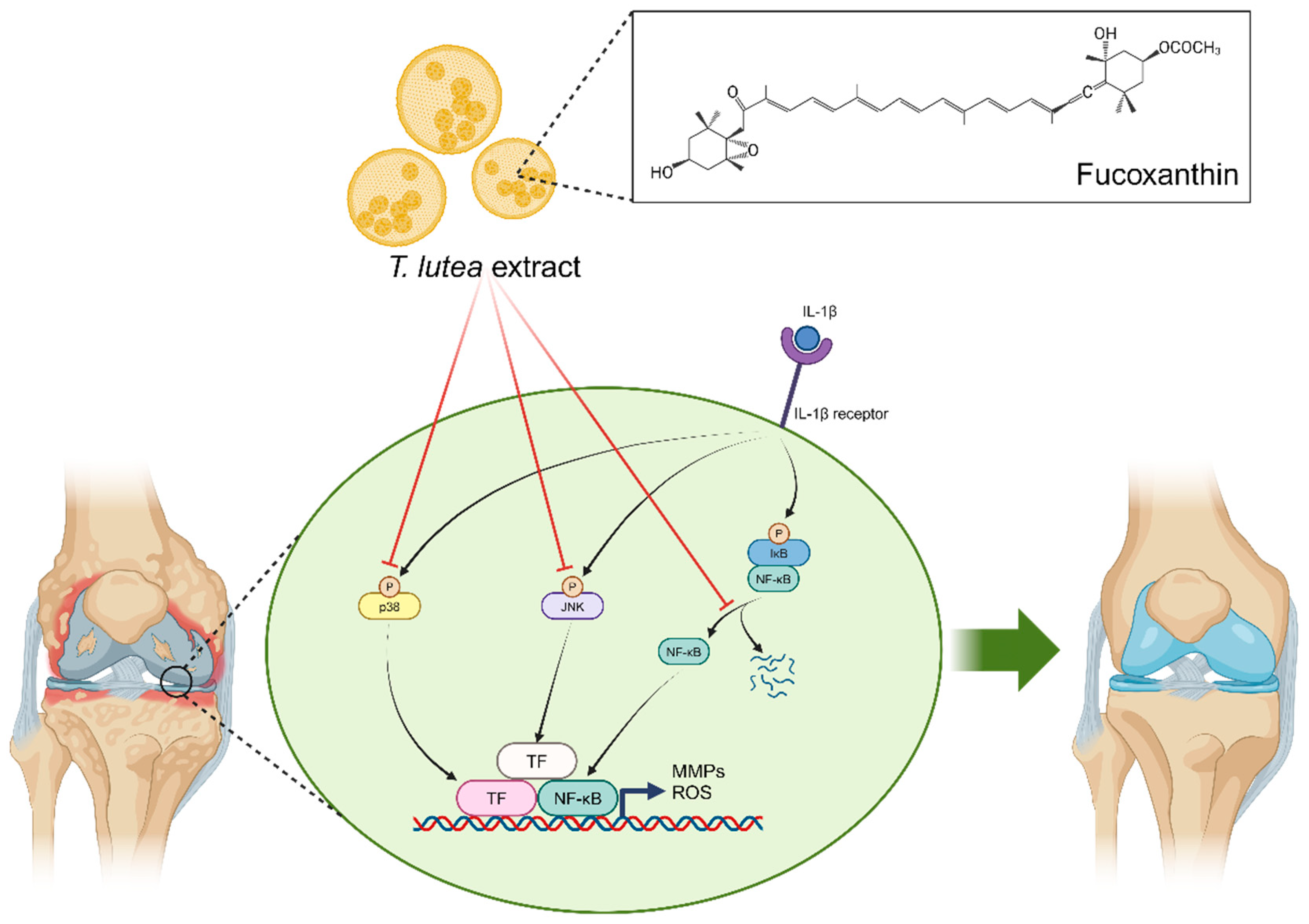Antioxidants 13 00941 g006