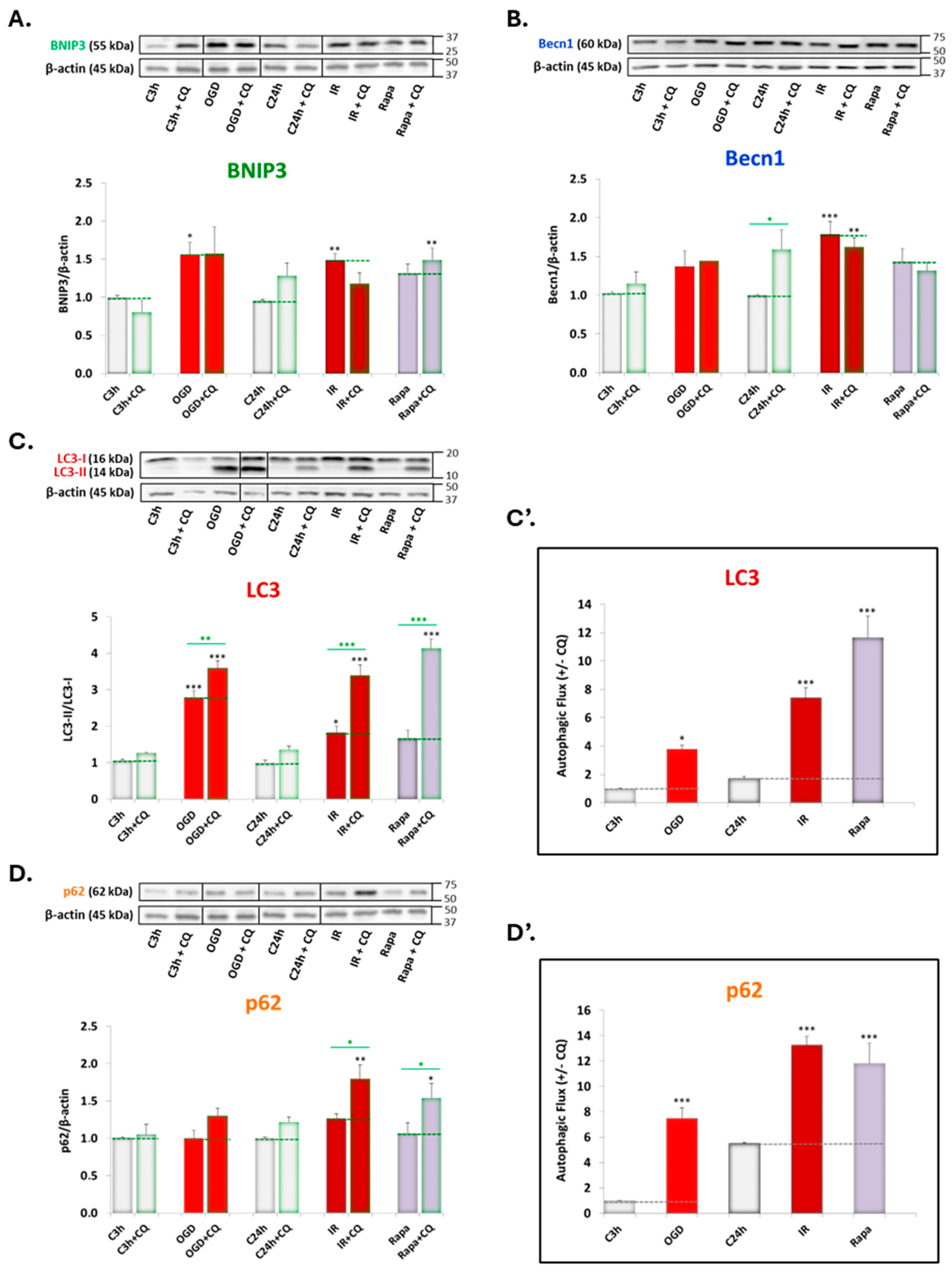 Antioxidants 13 00946 g002