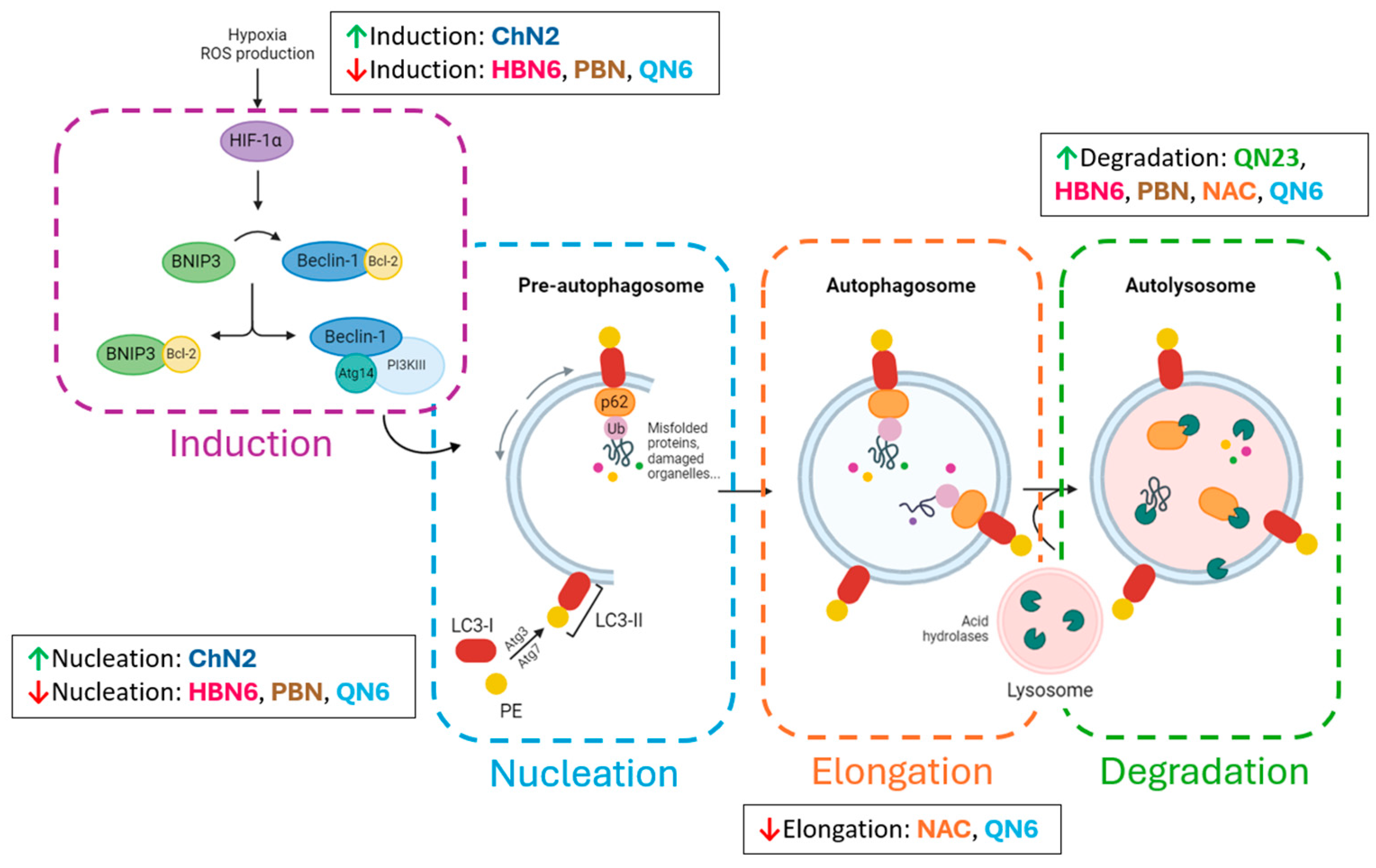 Antioxidants 13 00946 g010
