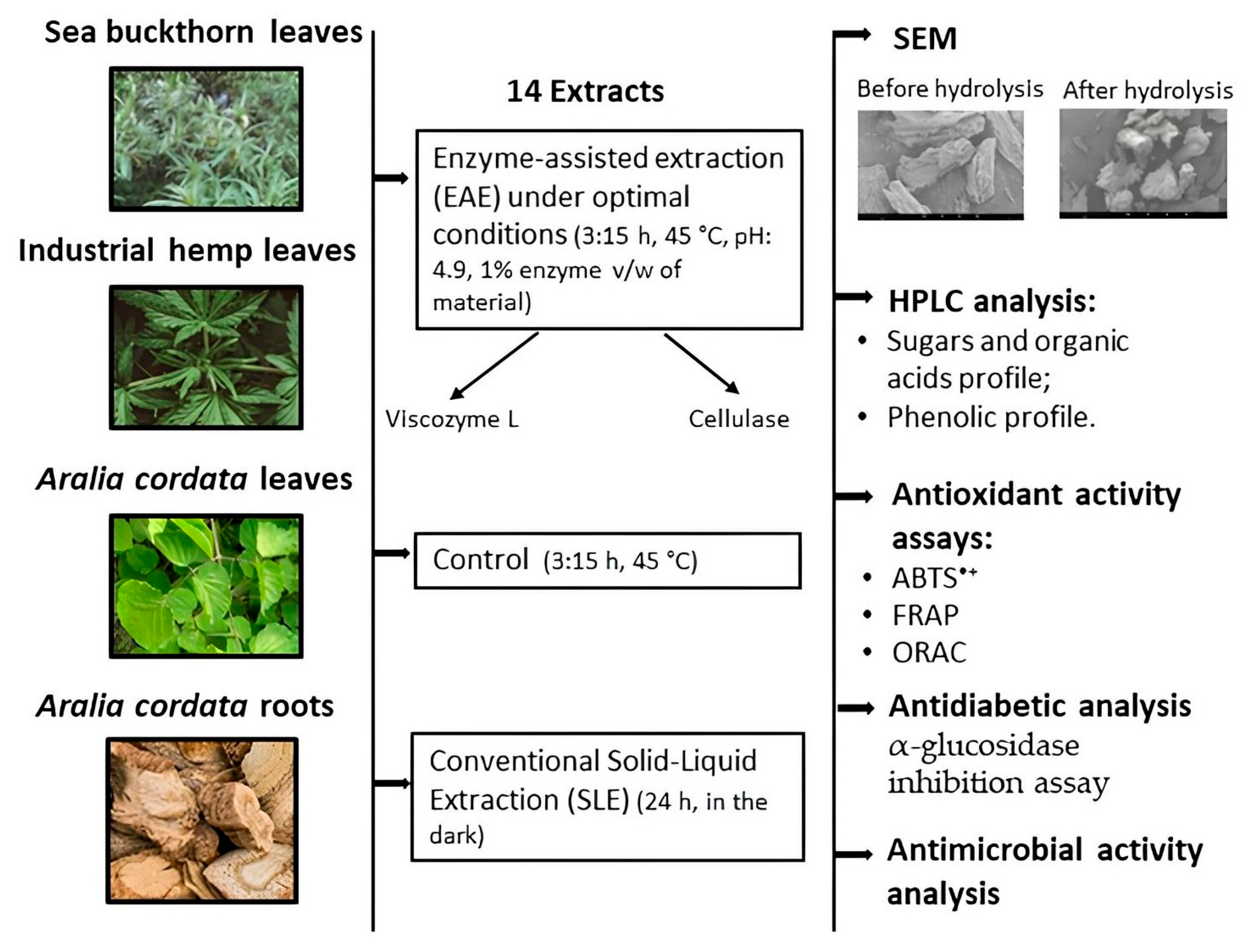 Antioxidants 13 00950 g001 Antioxidants 13 00950 g001