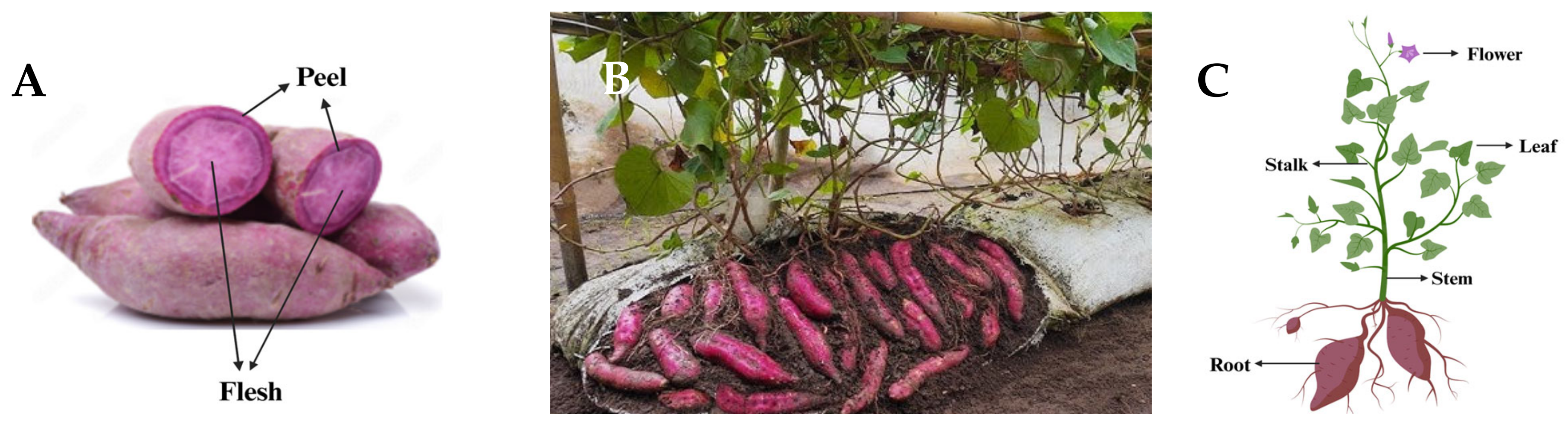 Antioxidants 13 00954 g002 Antioxidants 13 00954 g002