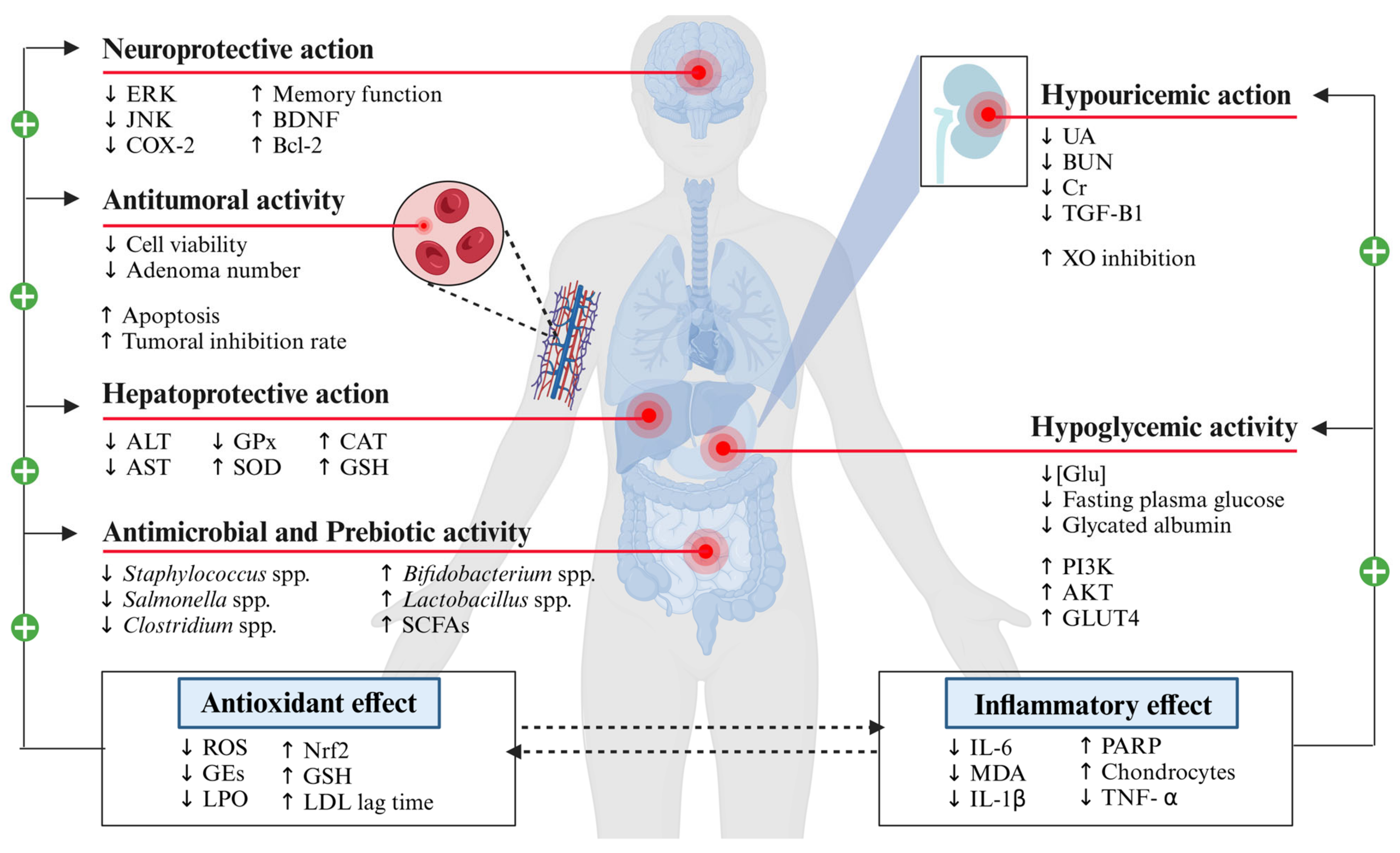 Antioxidants 13 00954 g003 Antioxidants 13 00954 g003