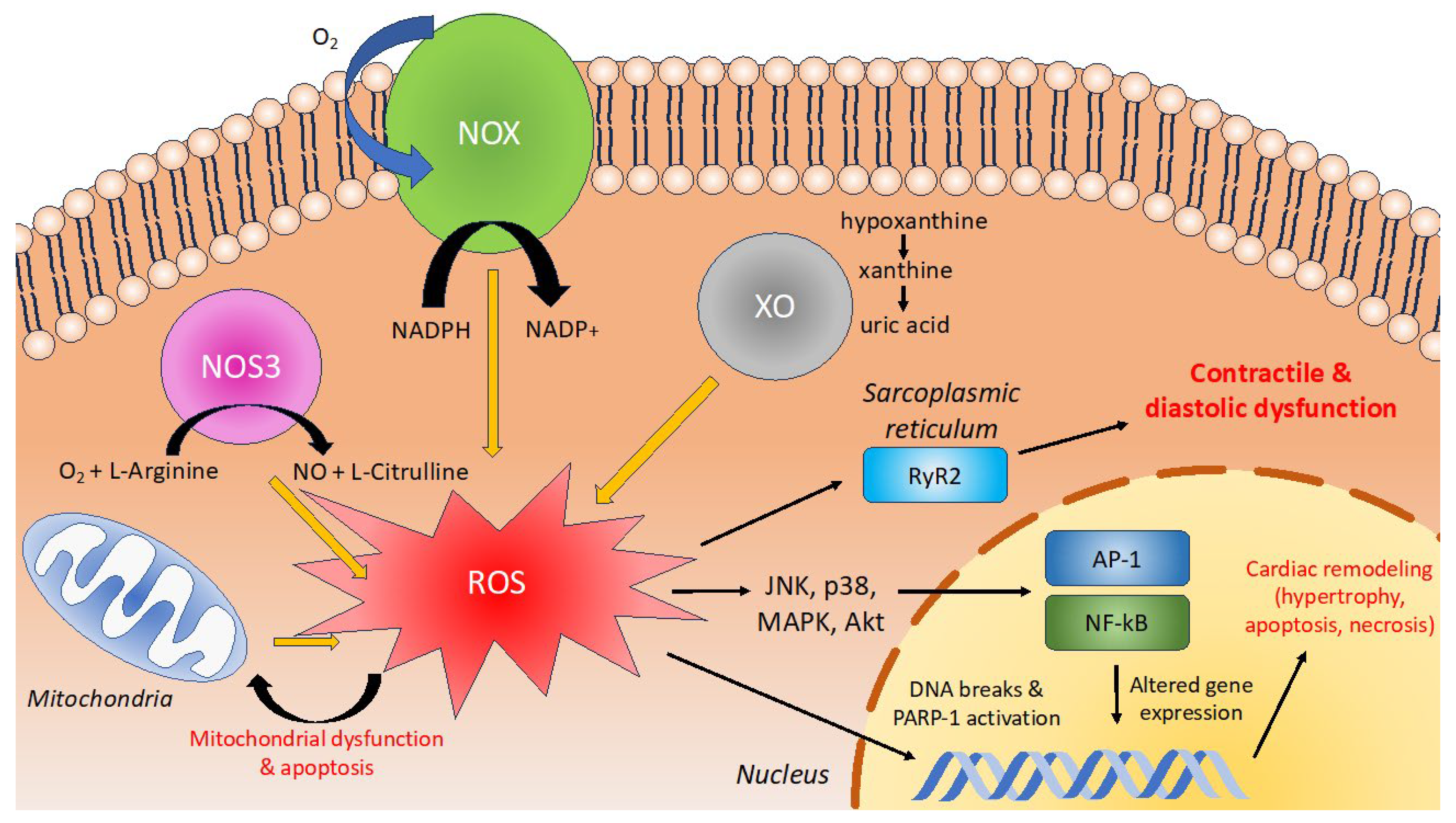 Antioxidants 13 00955 g005
