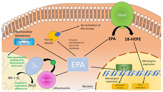 Eicosapentaenoic Acid (EPA) and Docosahexaenoic Acid (DHA) Ameliorate Heart Failure through Reductions in Oxidative Stress: A Systematic Review and Meta-Analysis