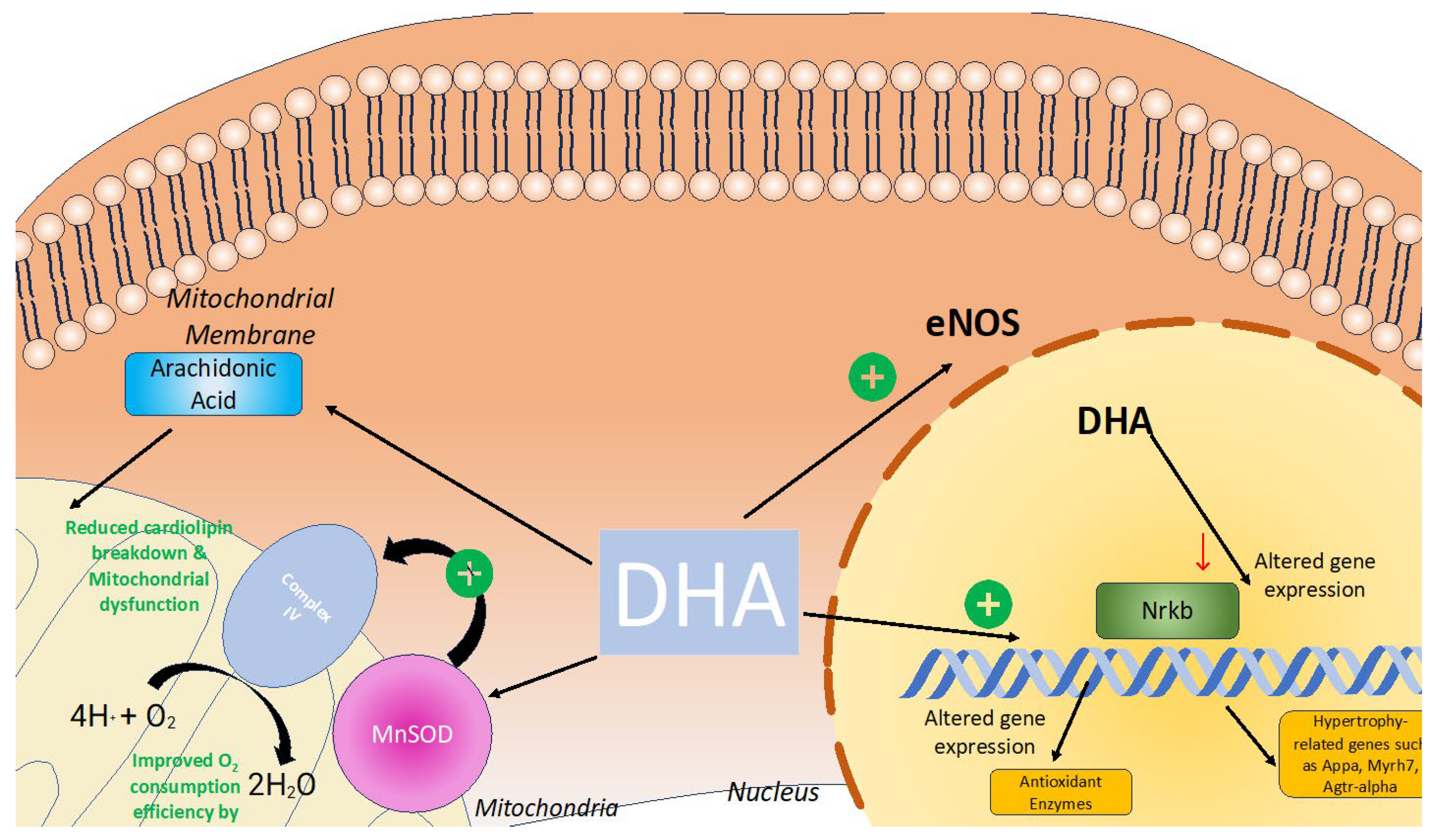 Antioxidants 13 00955 g007