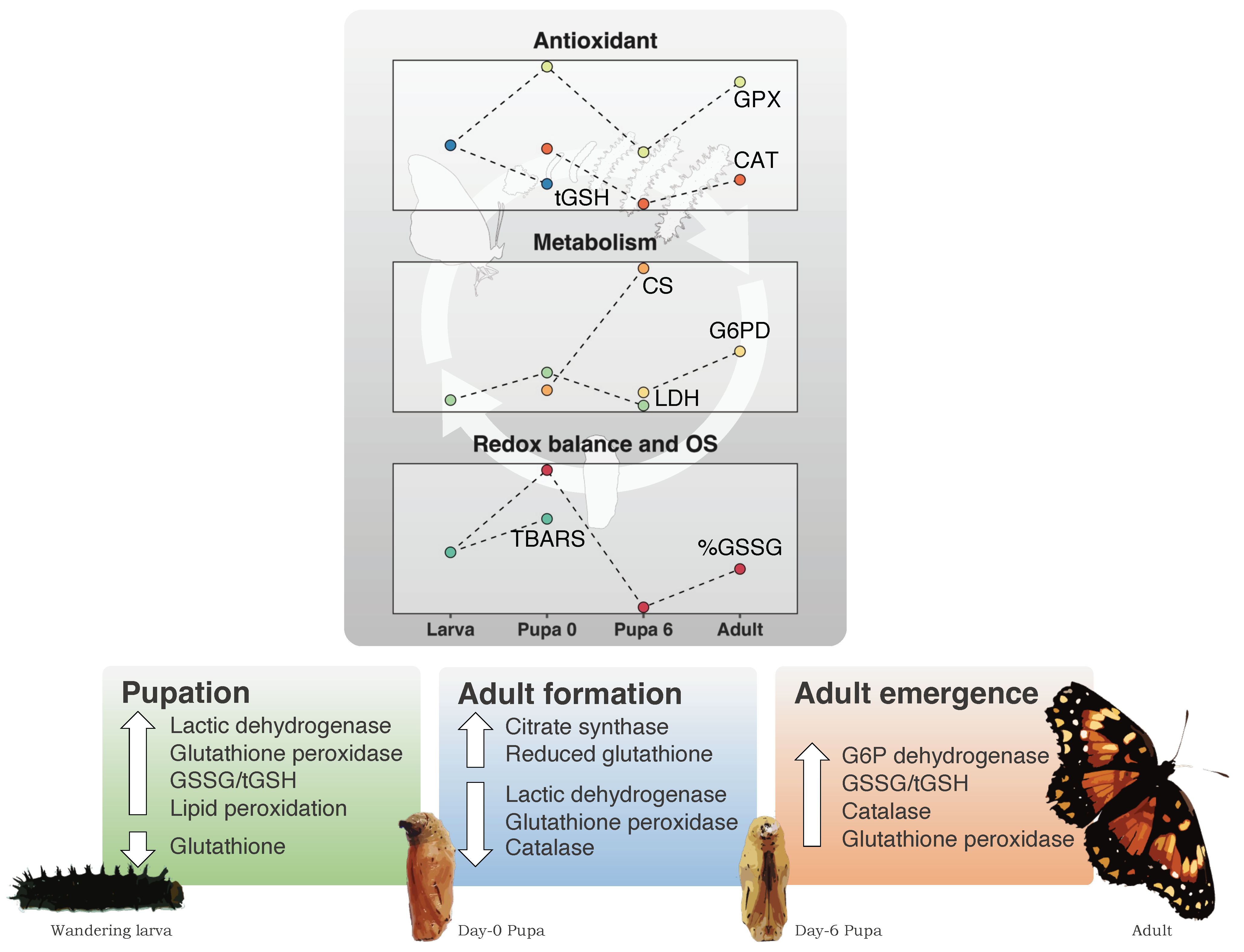 Antioxidants 13 00959 g003 Antioxidants 13 00959 g003