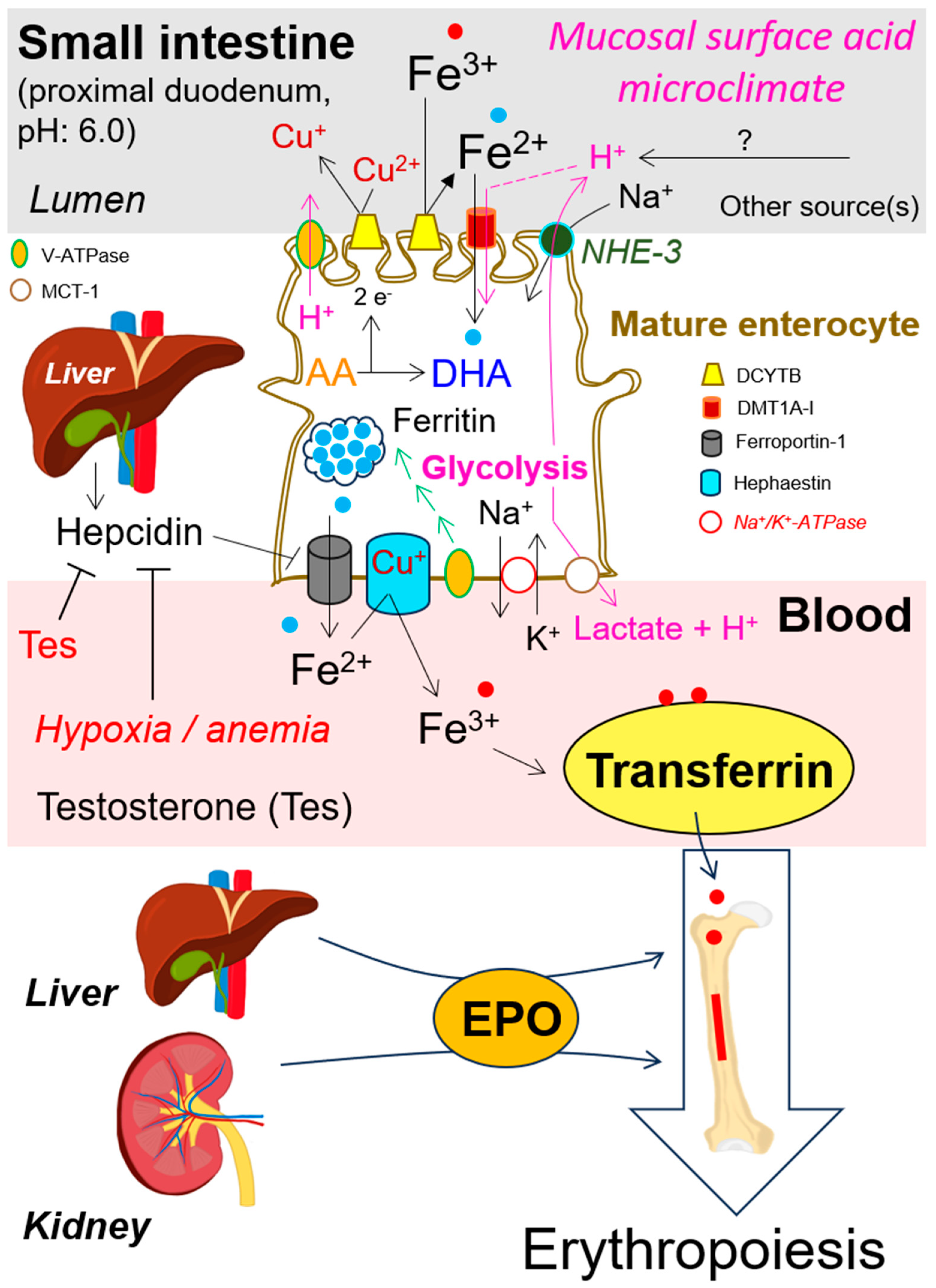 Antioxidants 13 00968 g002