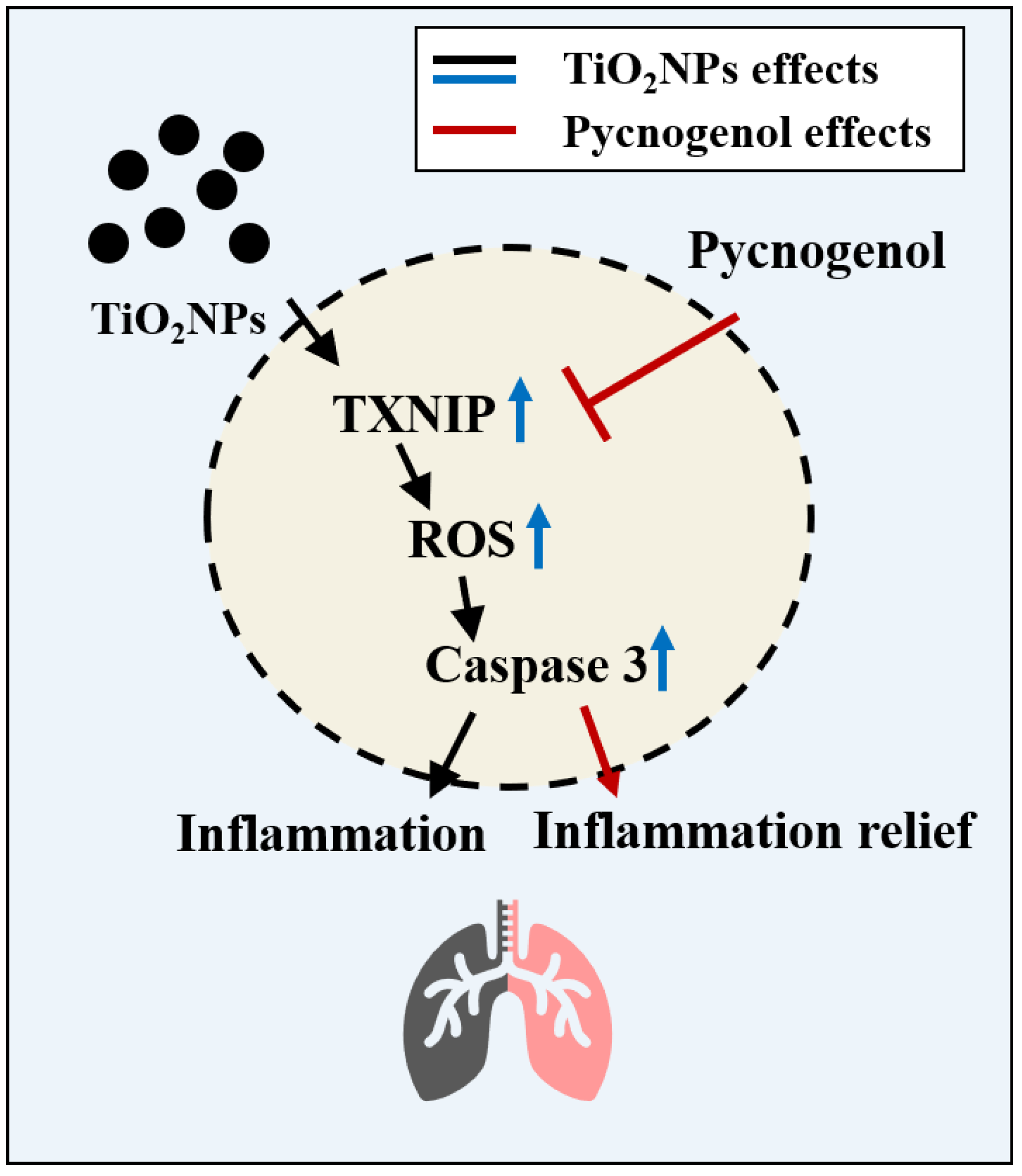 Antioxidants 13 00972 g009