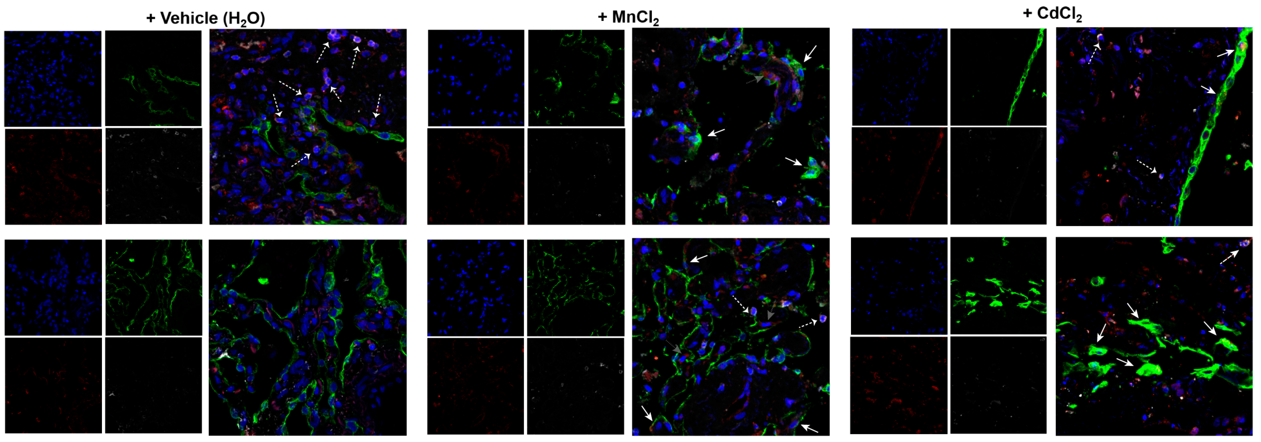 Antioxidants 13 00978 g009