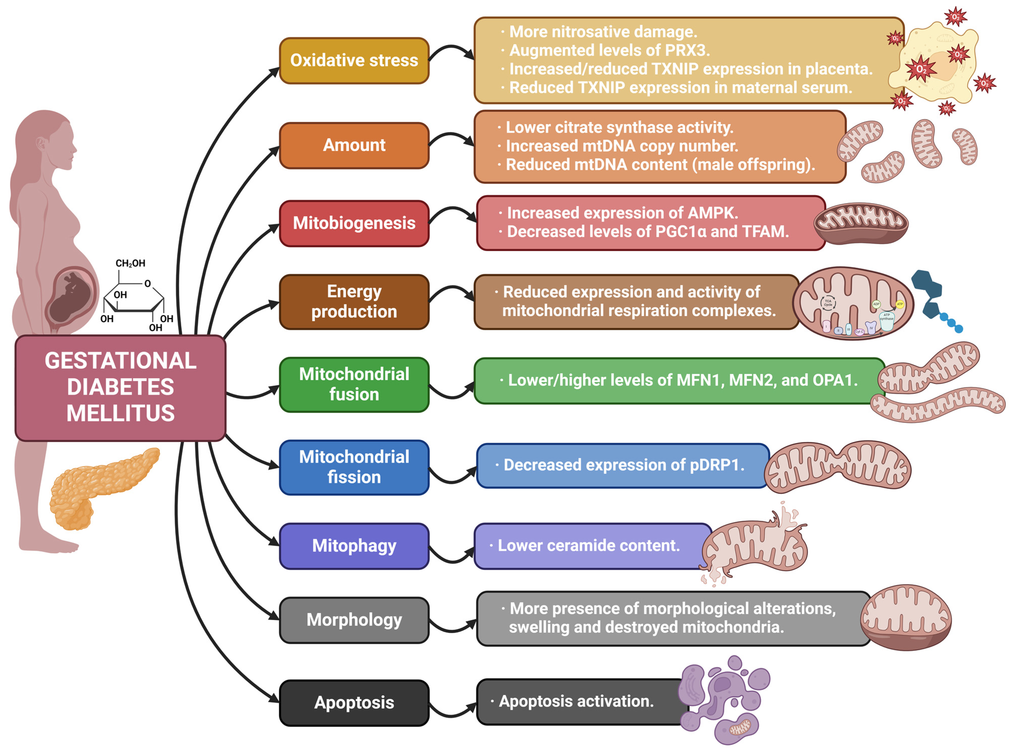 Antioxidants 13 00979 g004