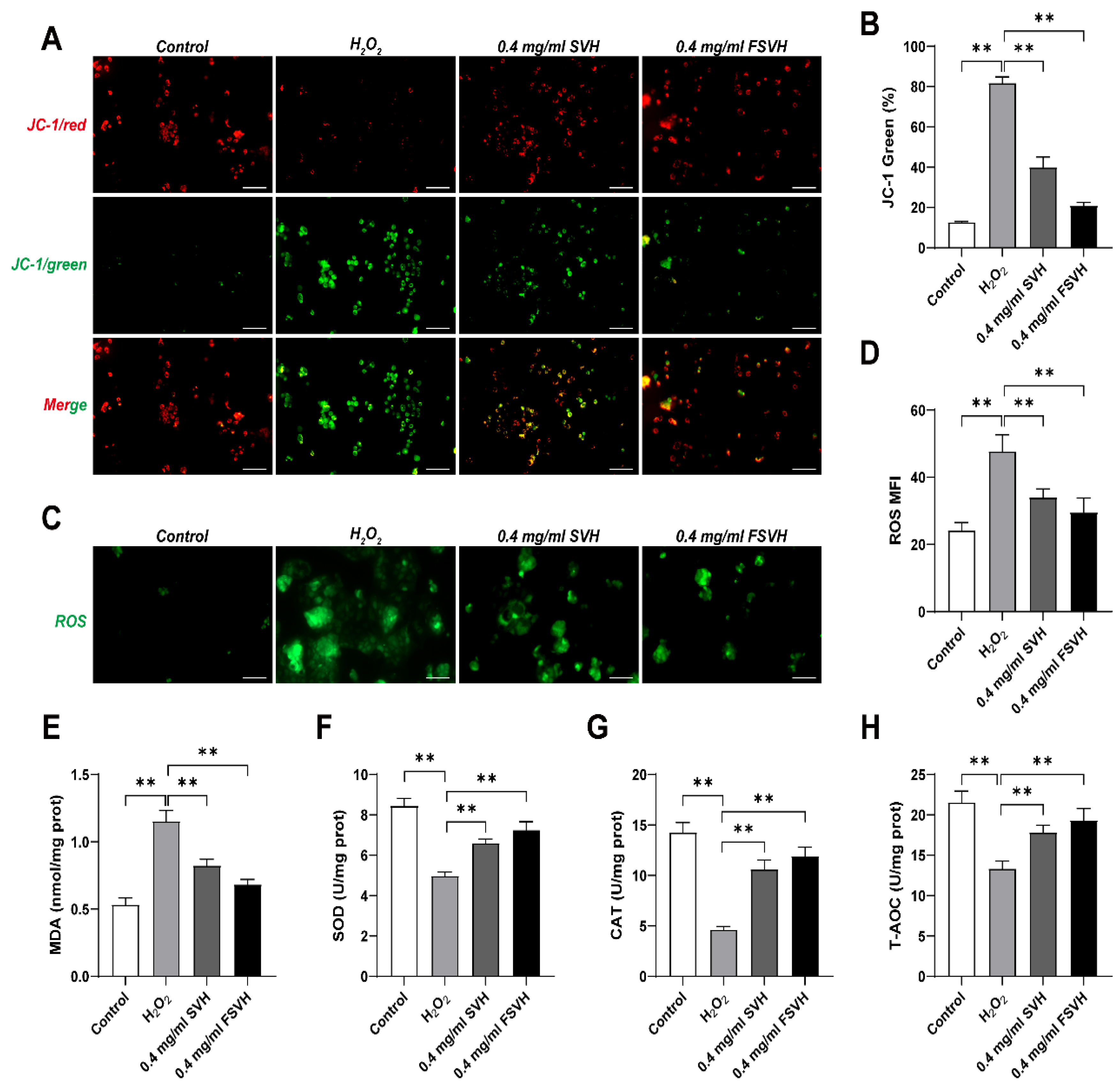 Antioxidants 13 00988 g004