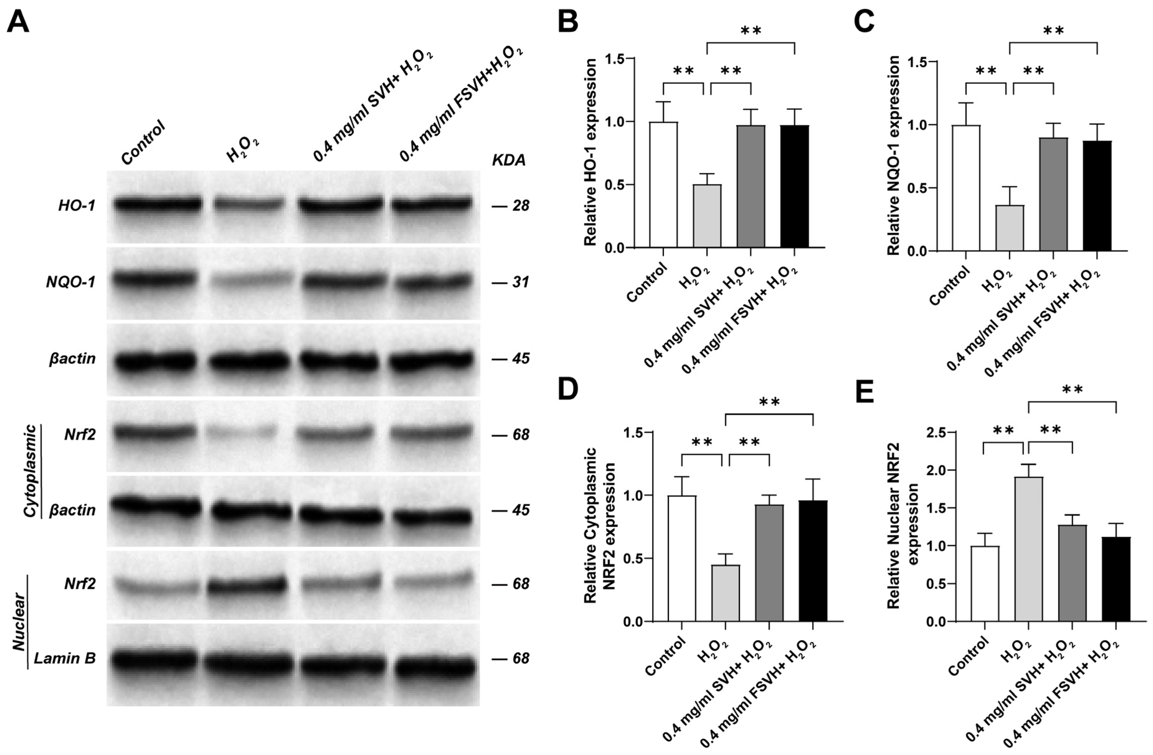 Antioxidants 13 00988 g006