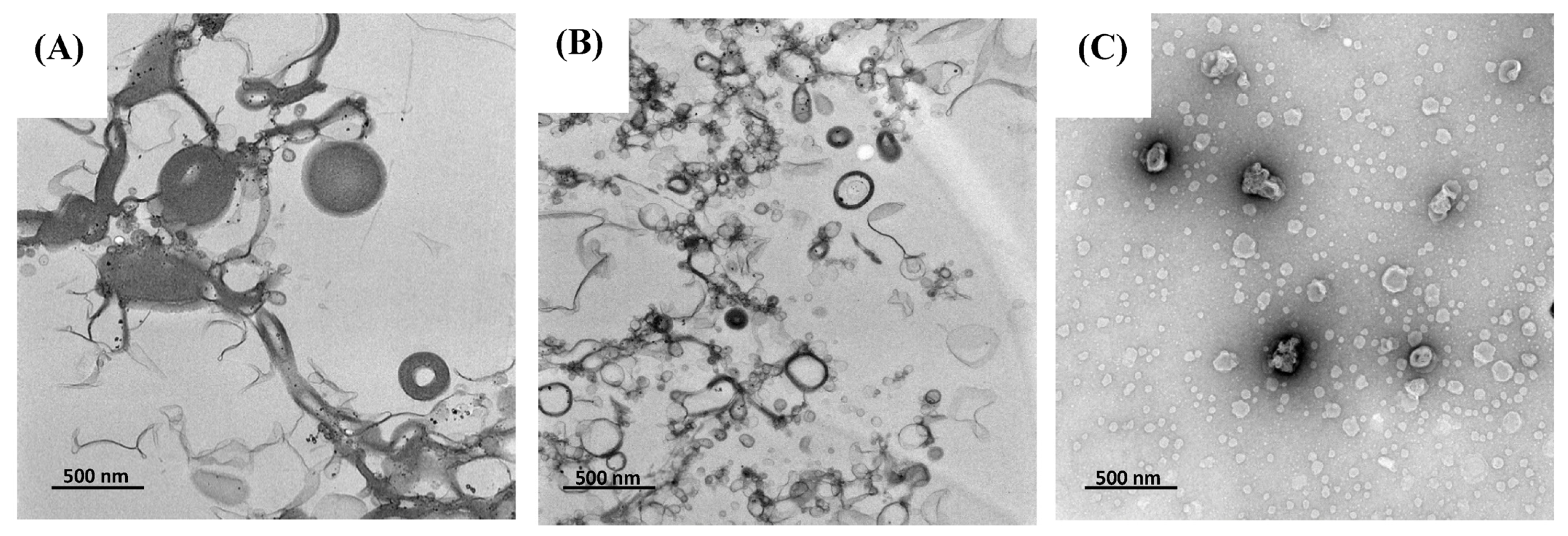 Antioxidants 13 00989 g001