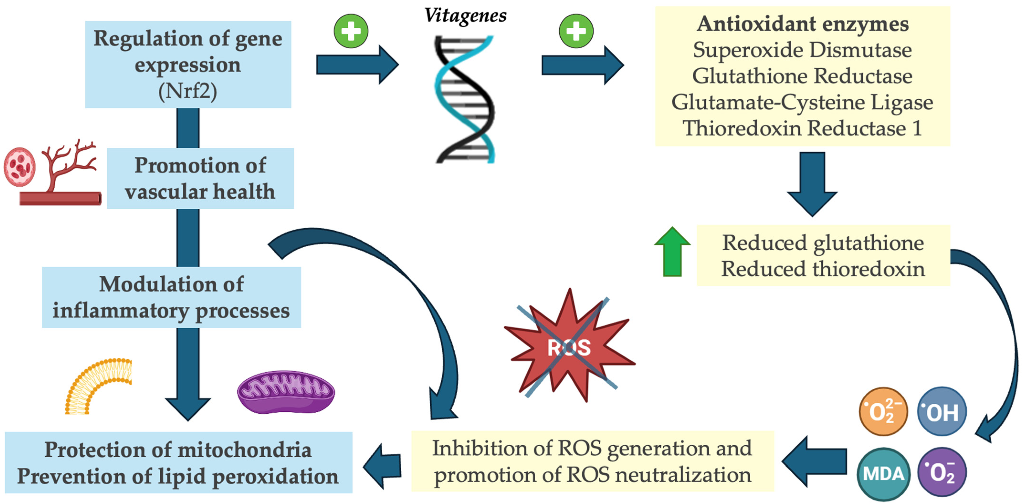 Antioxidants 13 00996 g002