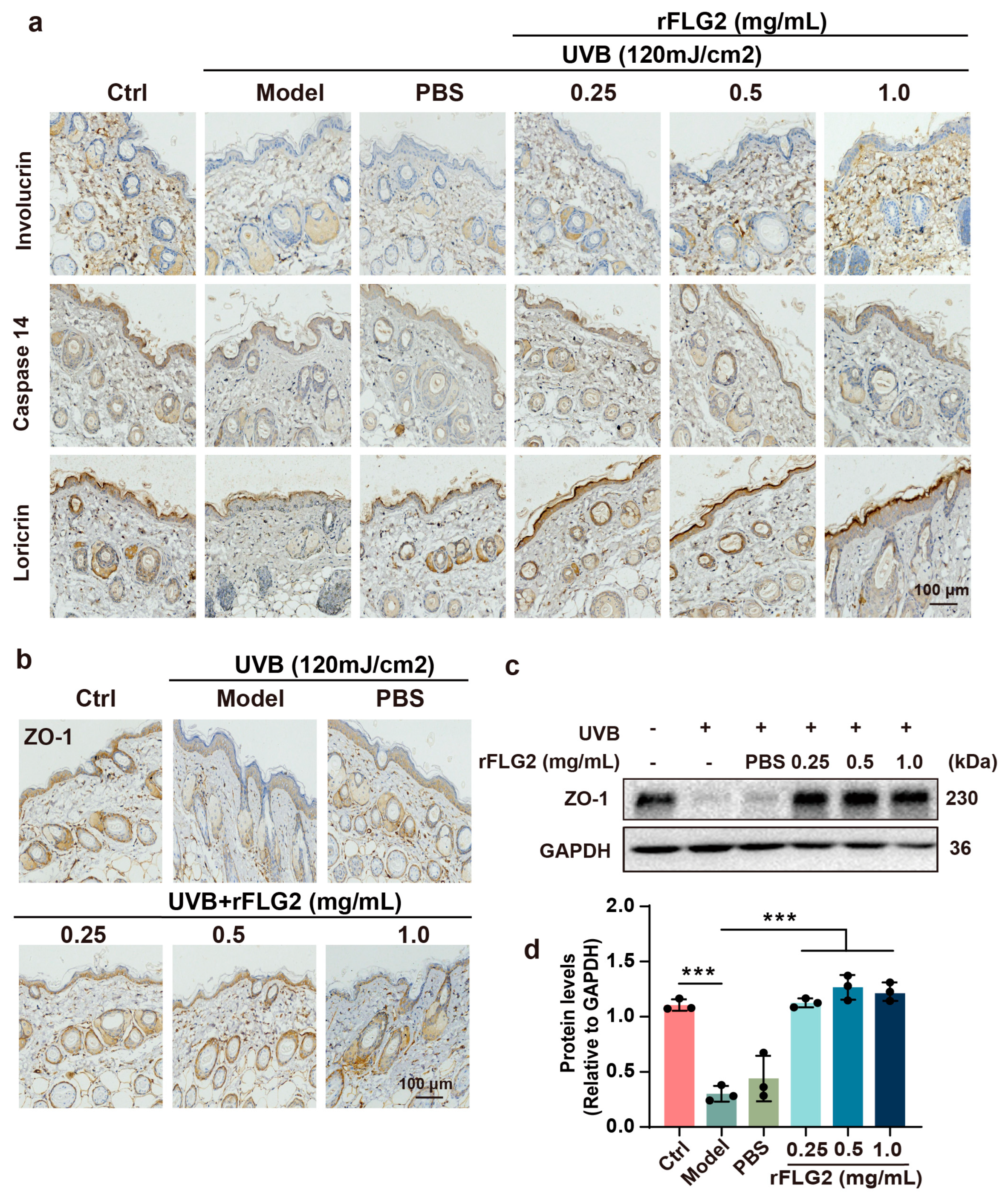 Antioxidants 13 01002 g006