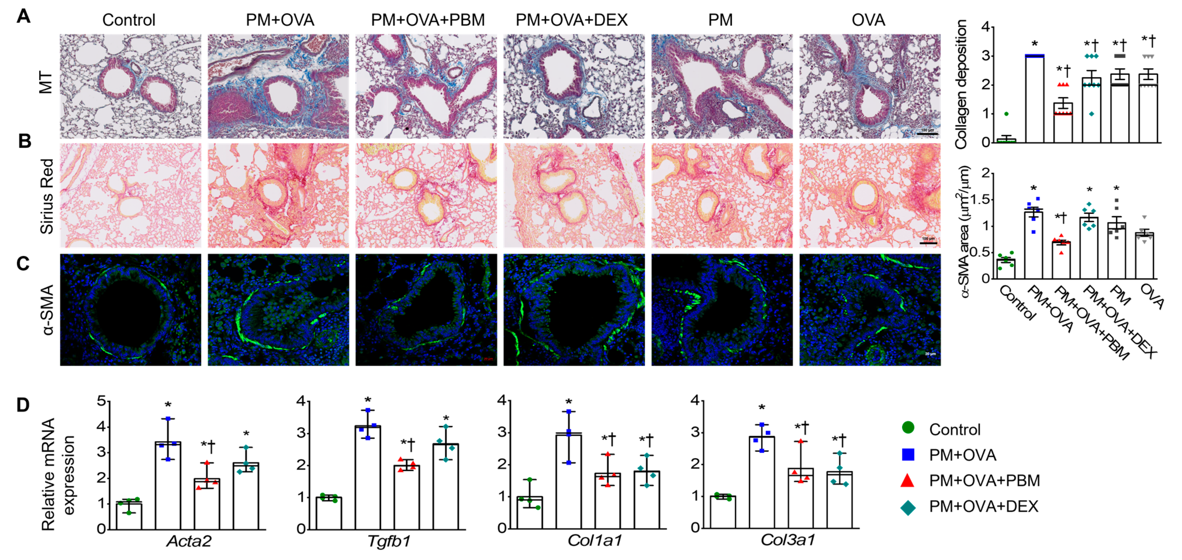 Antioxidants 13 01003 g003 Antioxidants 13 01003 g003