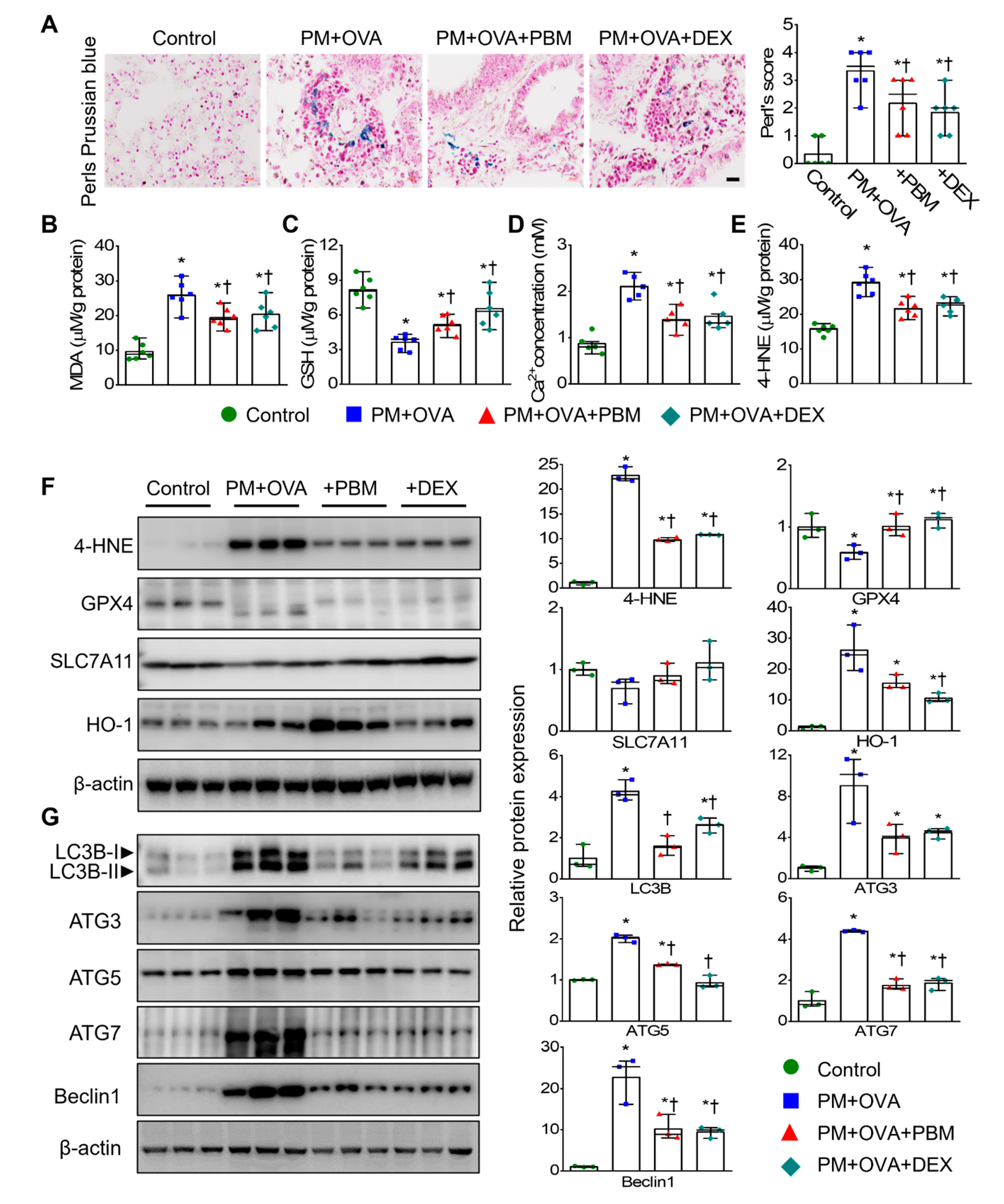 Antioxidants 13 01003 g006 Antioxidants 13 01003 g006