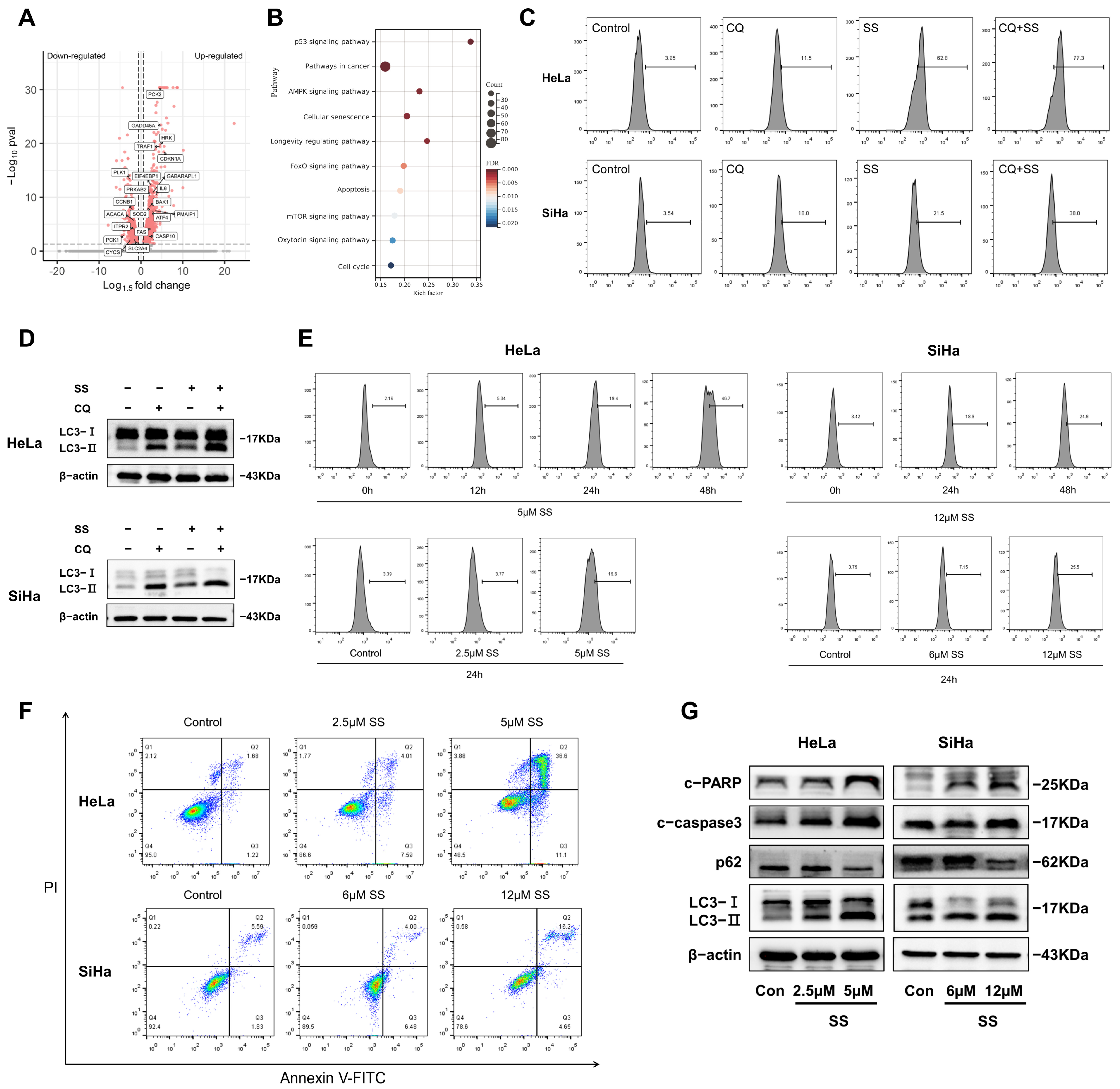 Antioxidants 13 01004 g003