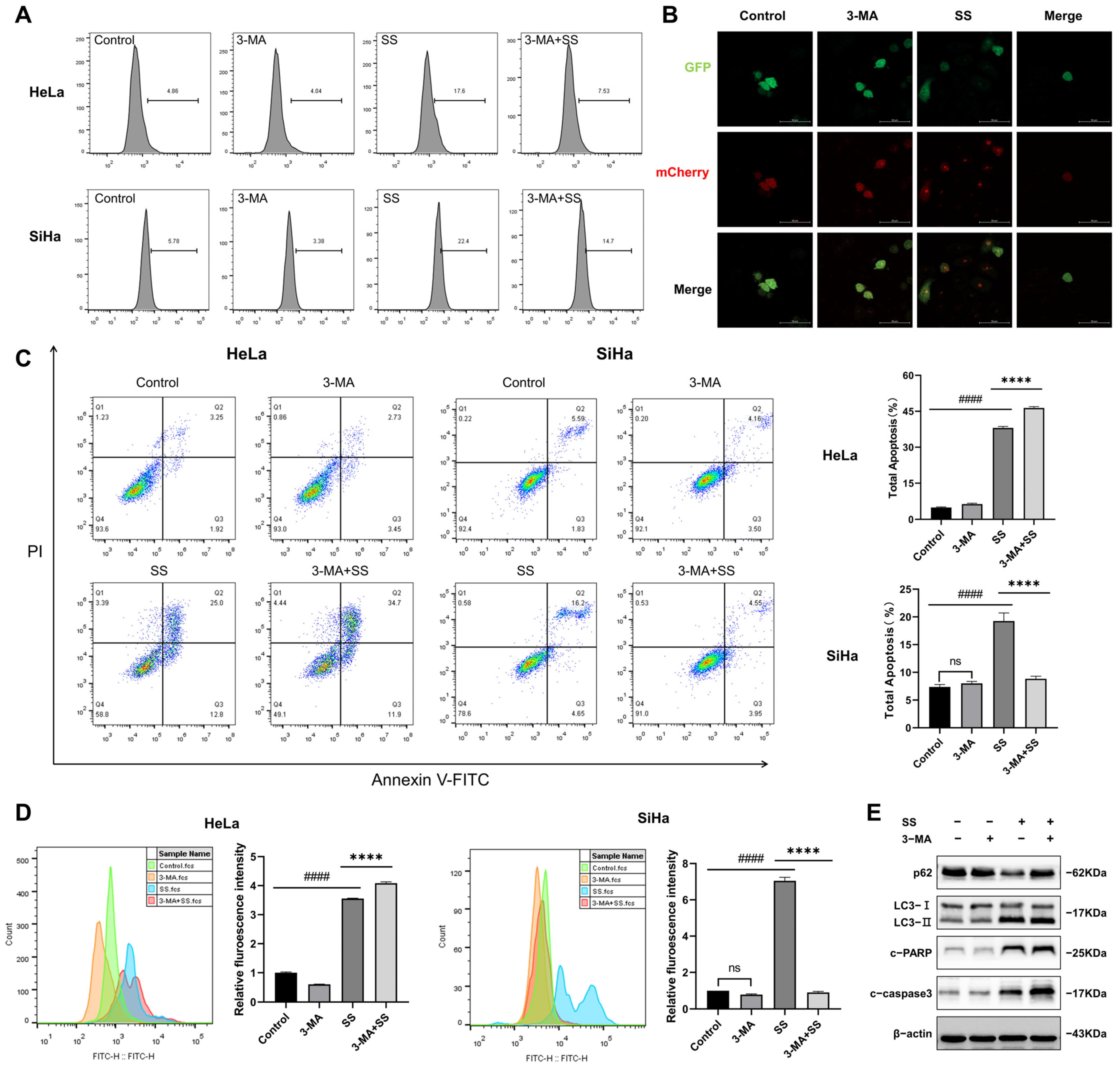 Antioxidants 13 01004 g007