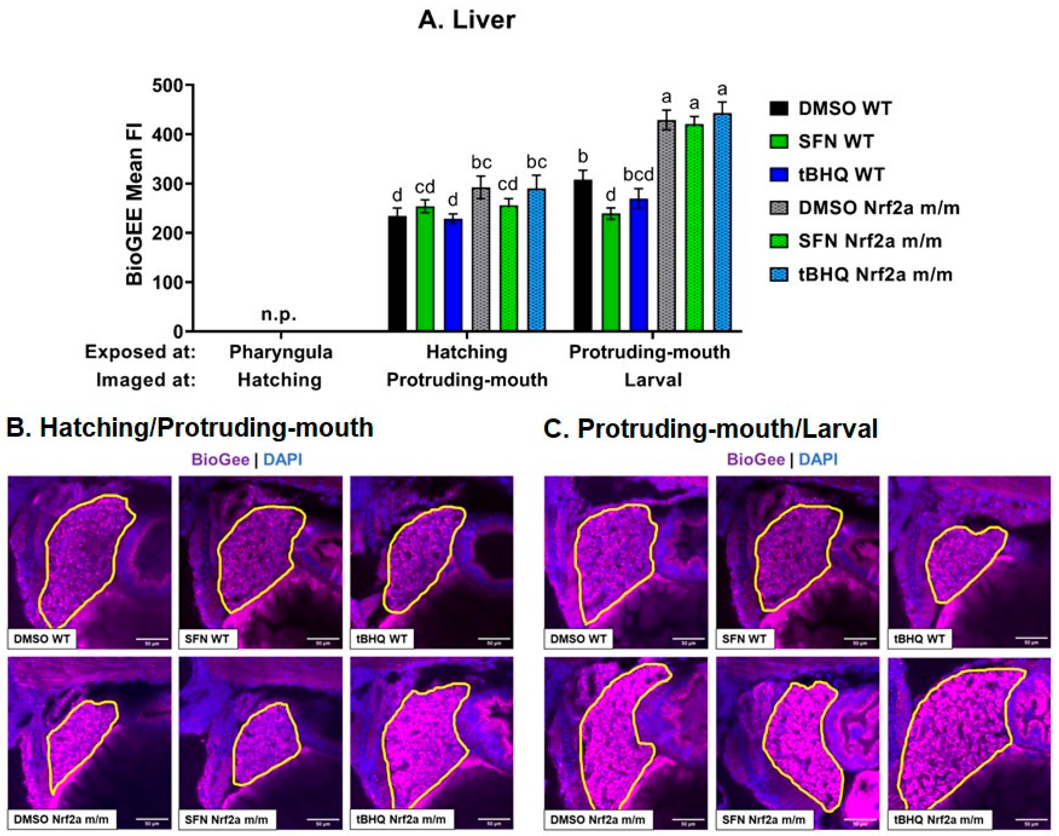 Antioxidants 13 01006 g007